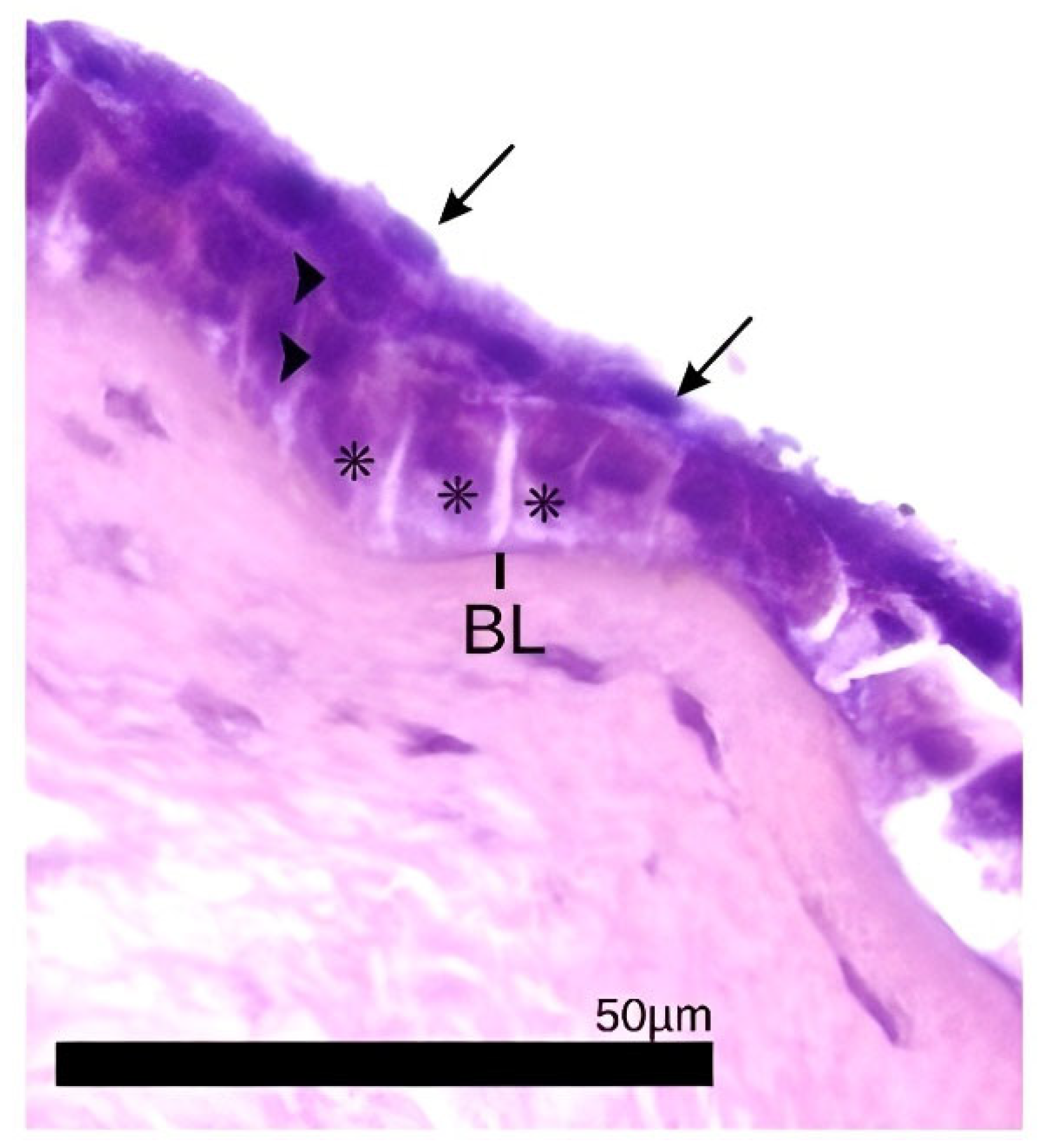 Biology 14 00603 g002