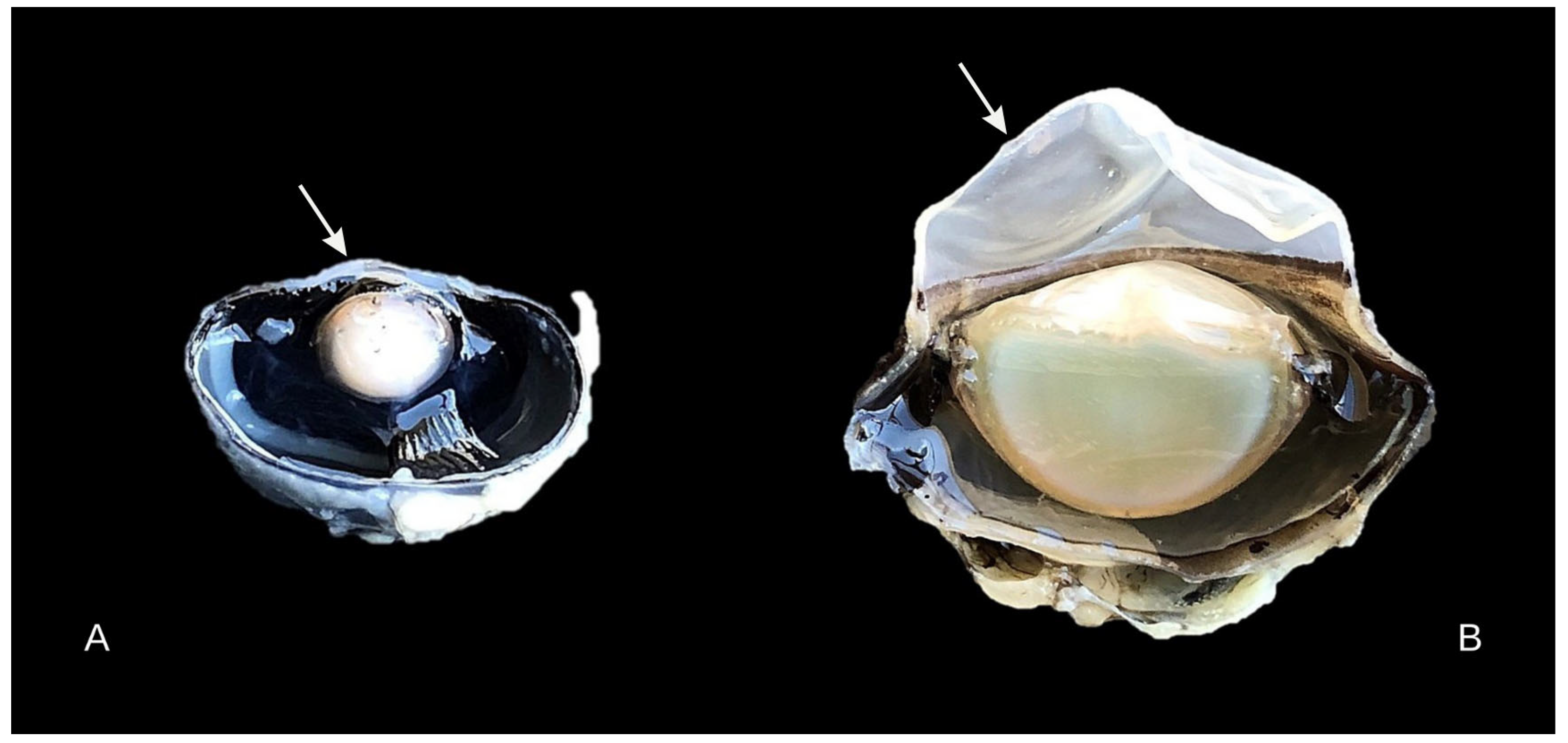 Biology 14 00603 g003