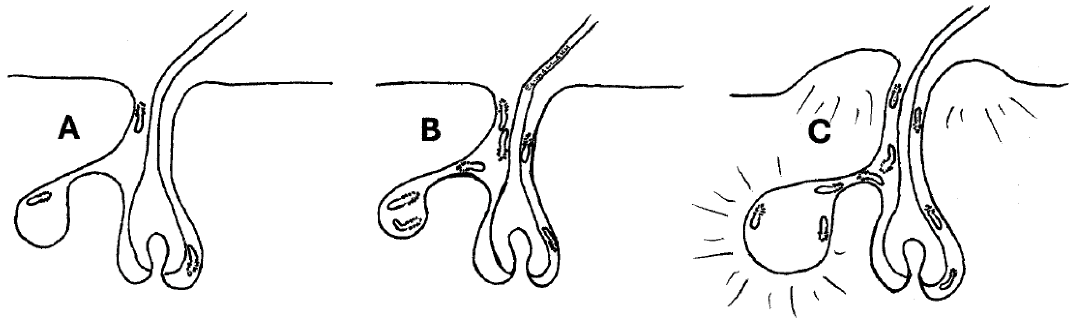 Biology 14 00605 g001 Biology 14 00605 g001