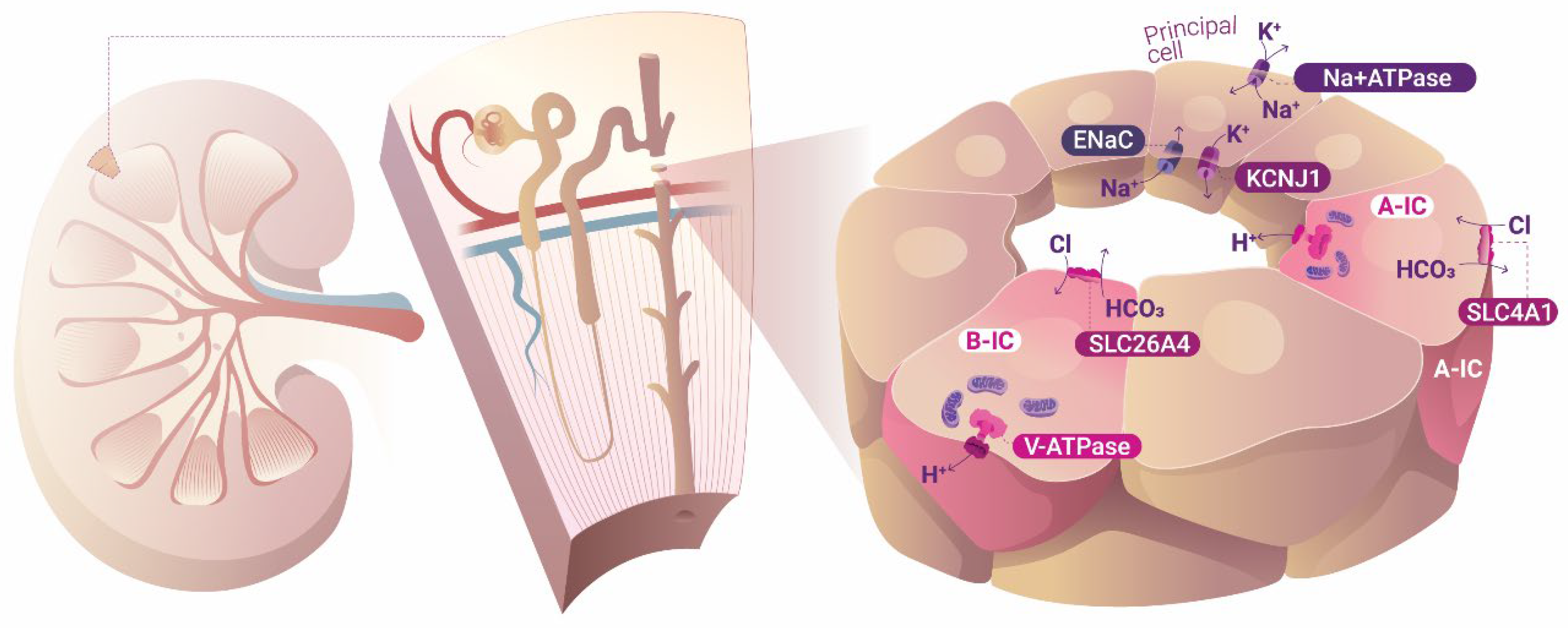 Biology 14 00607 g001 Biology 14 00607 g001