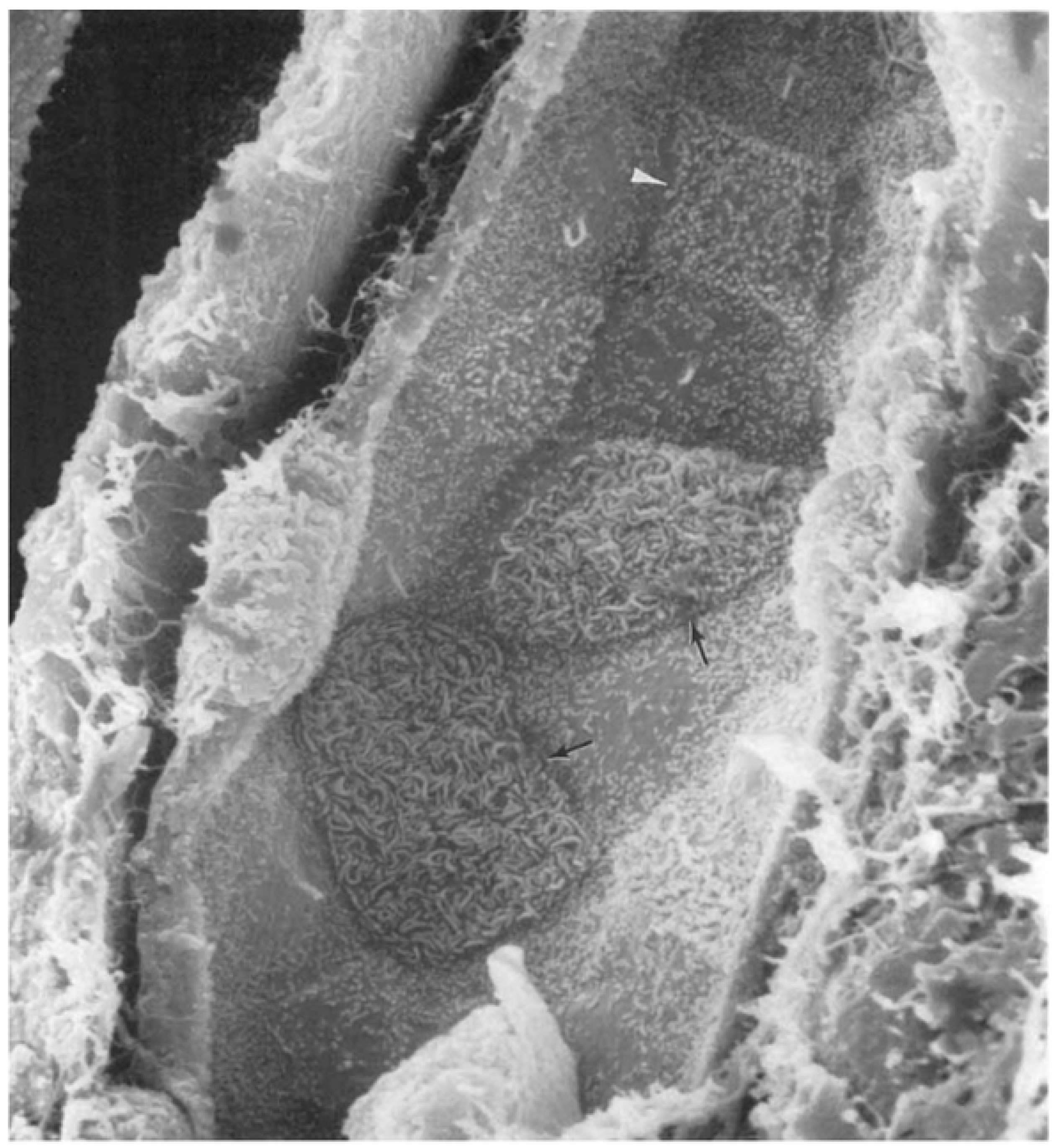 Biology 14 00607 g002 Biology 14 00607 g002