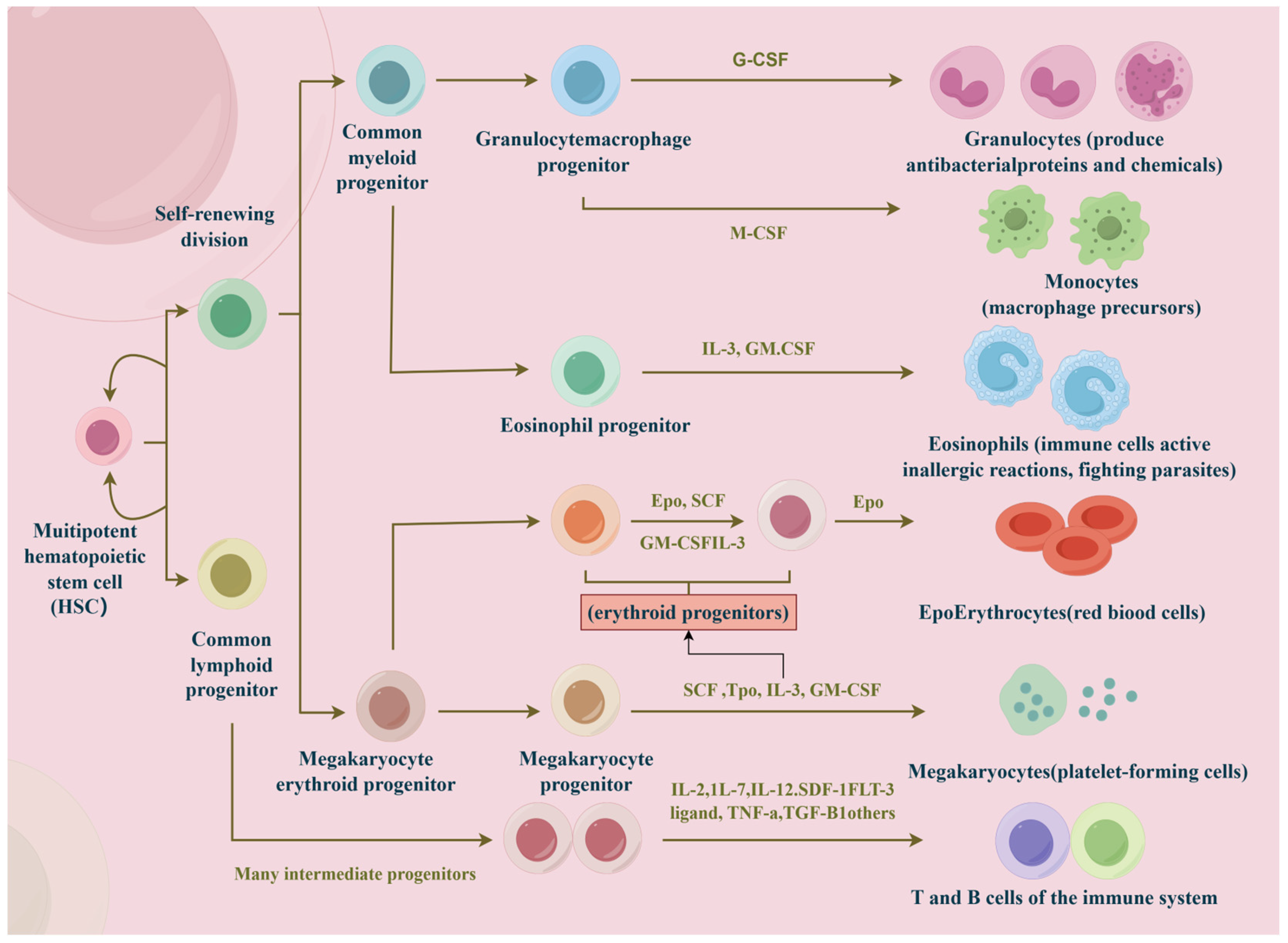 Biology 14 00611 g001