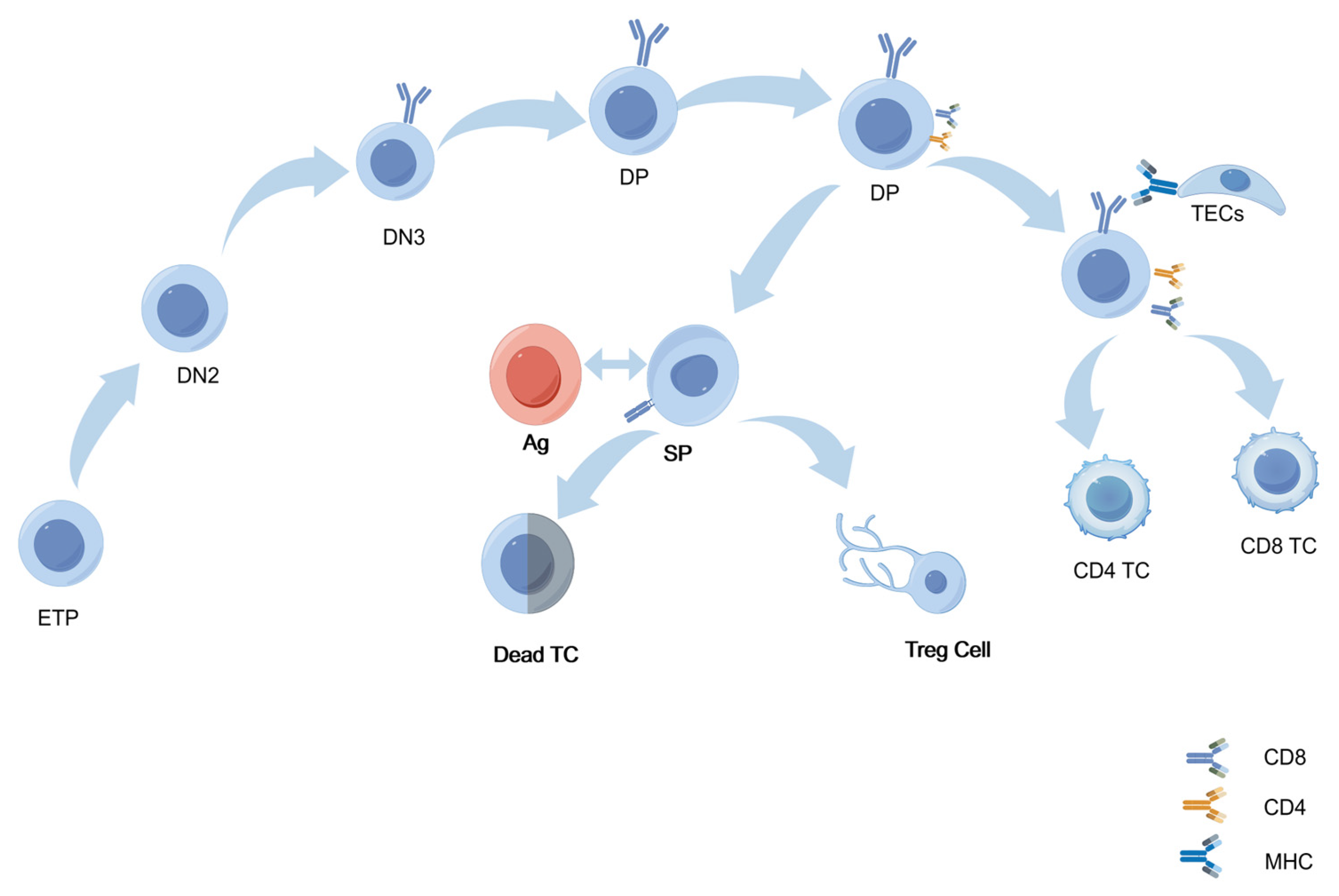 Biology 14 00611 g002