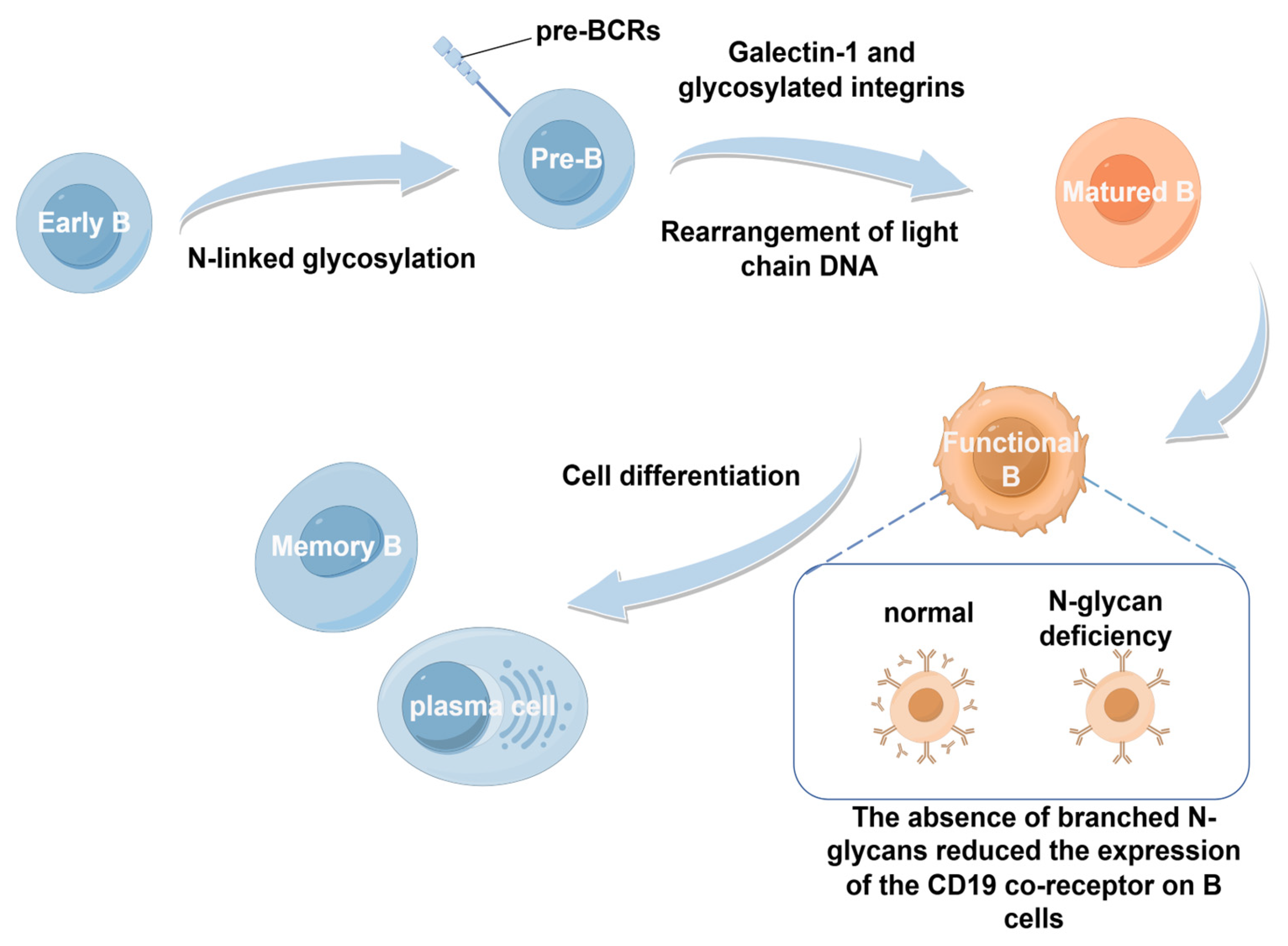 Biology 14 00611 g003