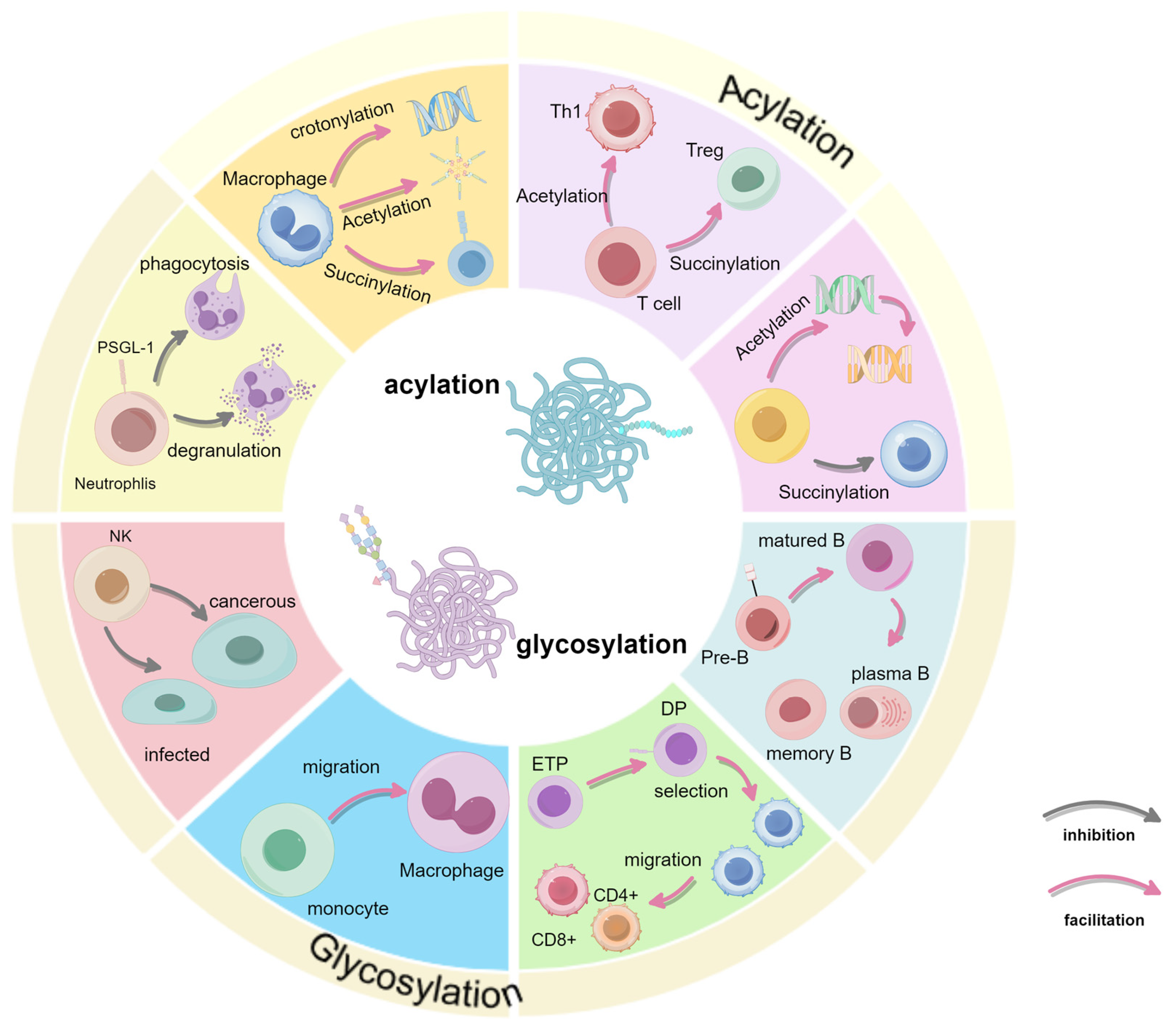 Biology 14 00611 g004