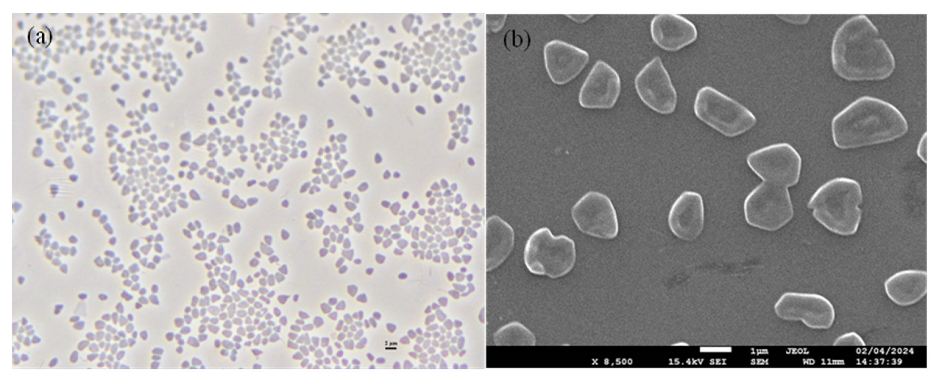Biology 14 00615 g005
