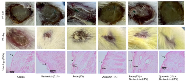 Biology 14 00617 i001