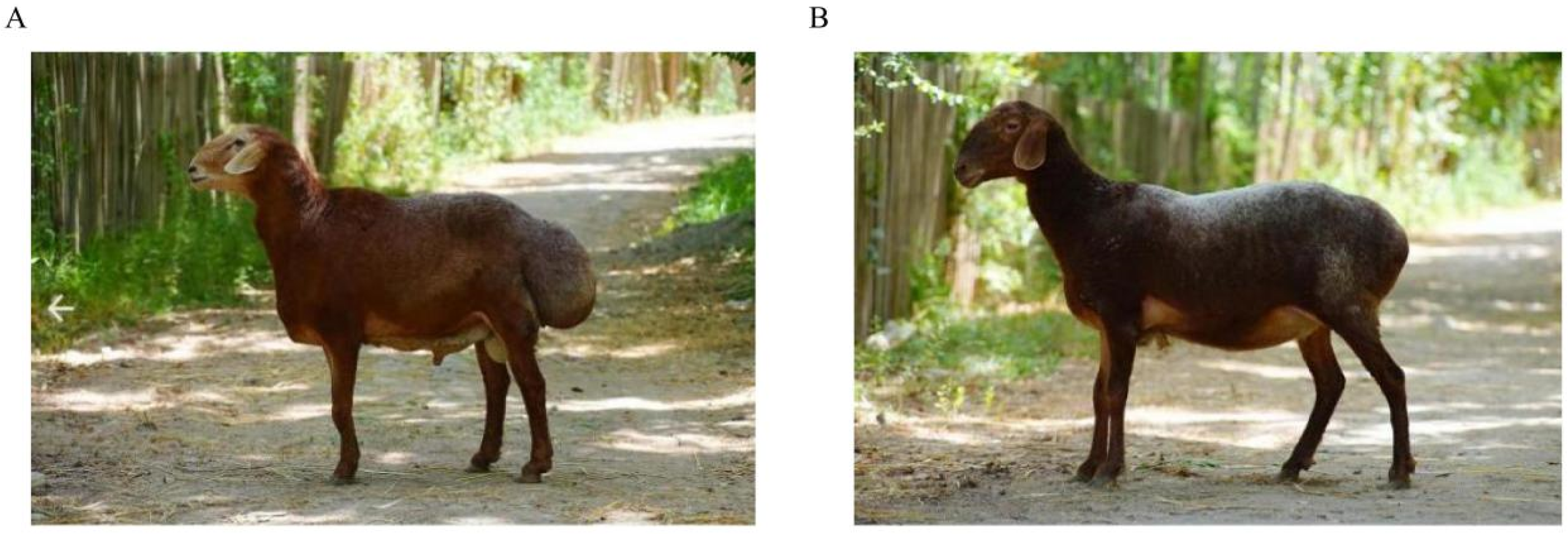 Biology 14 00636 g001