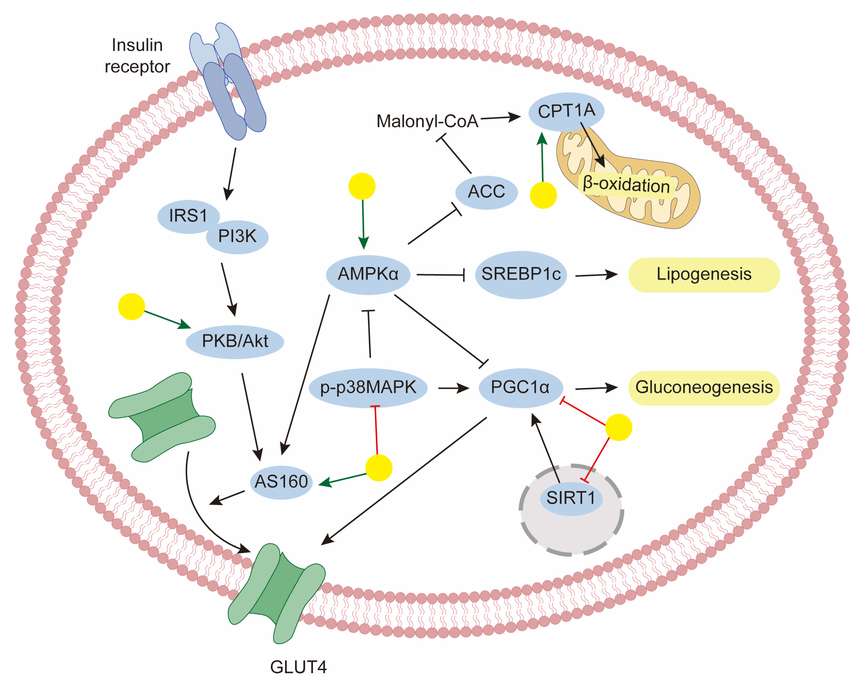 Biology 14 00637 g004