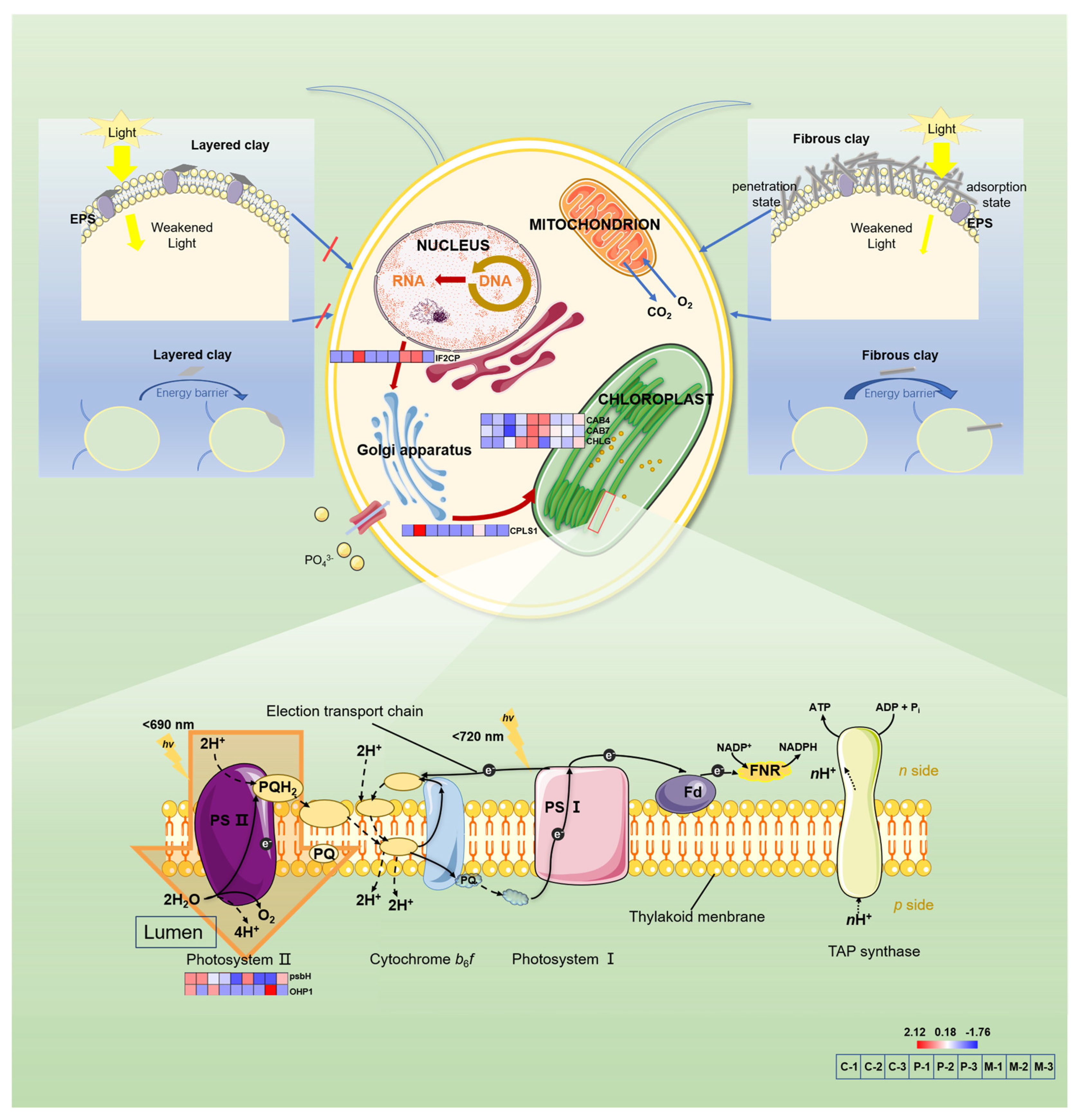 Biology 14 00647 g008