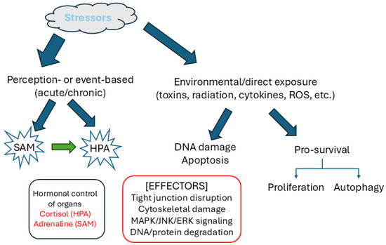 Role of C-Jun N-Terminal Kinases on a Stressed Epithelium