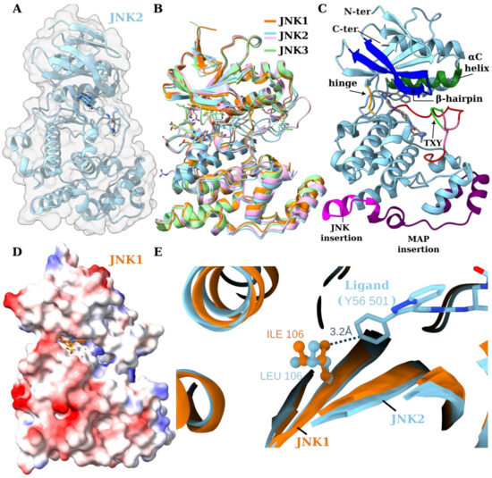 Frontiers | The Function of MicroRNAs in B-Cell Development