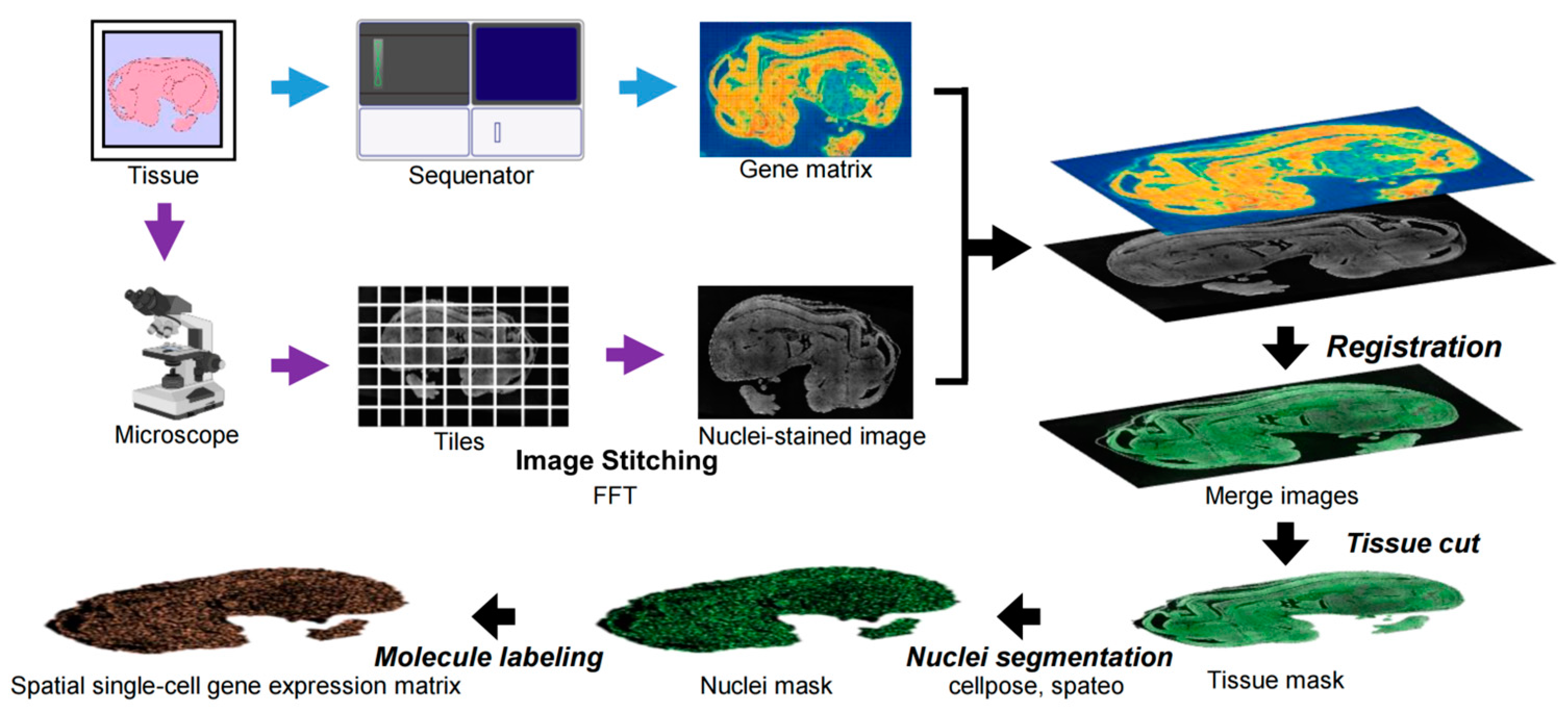 Biology 14 00651 g009