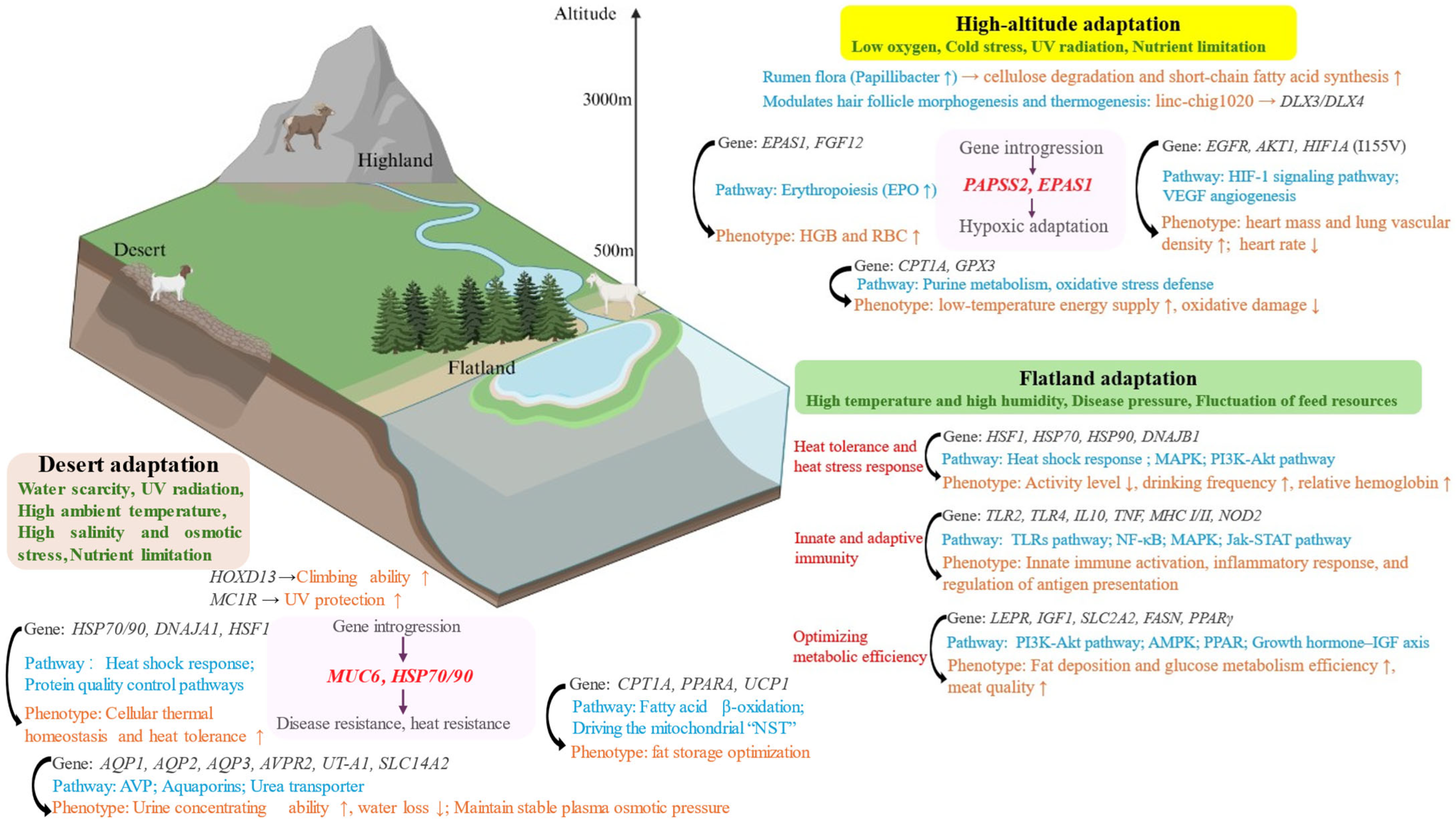 Genomic and Molecular Mechanisms of Goat Environmental