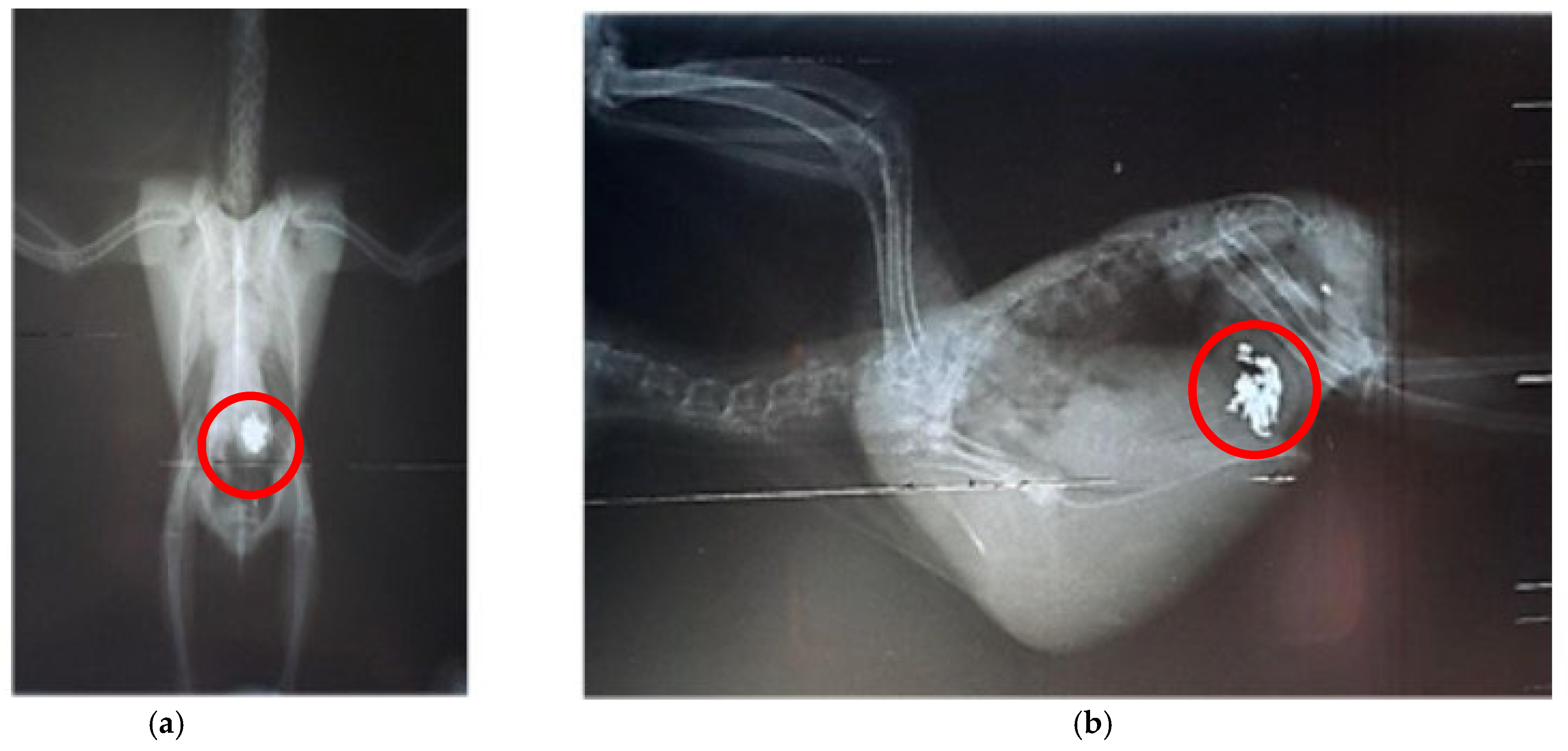 Biology 14 00660 g001