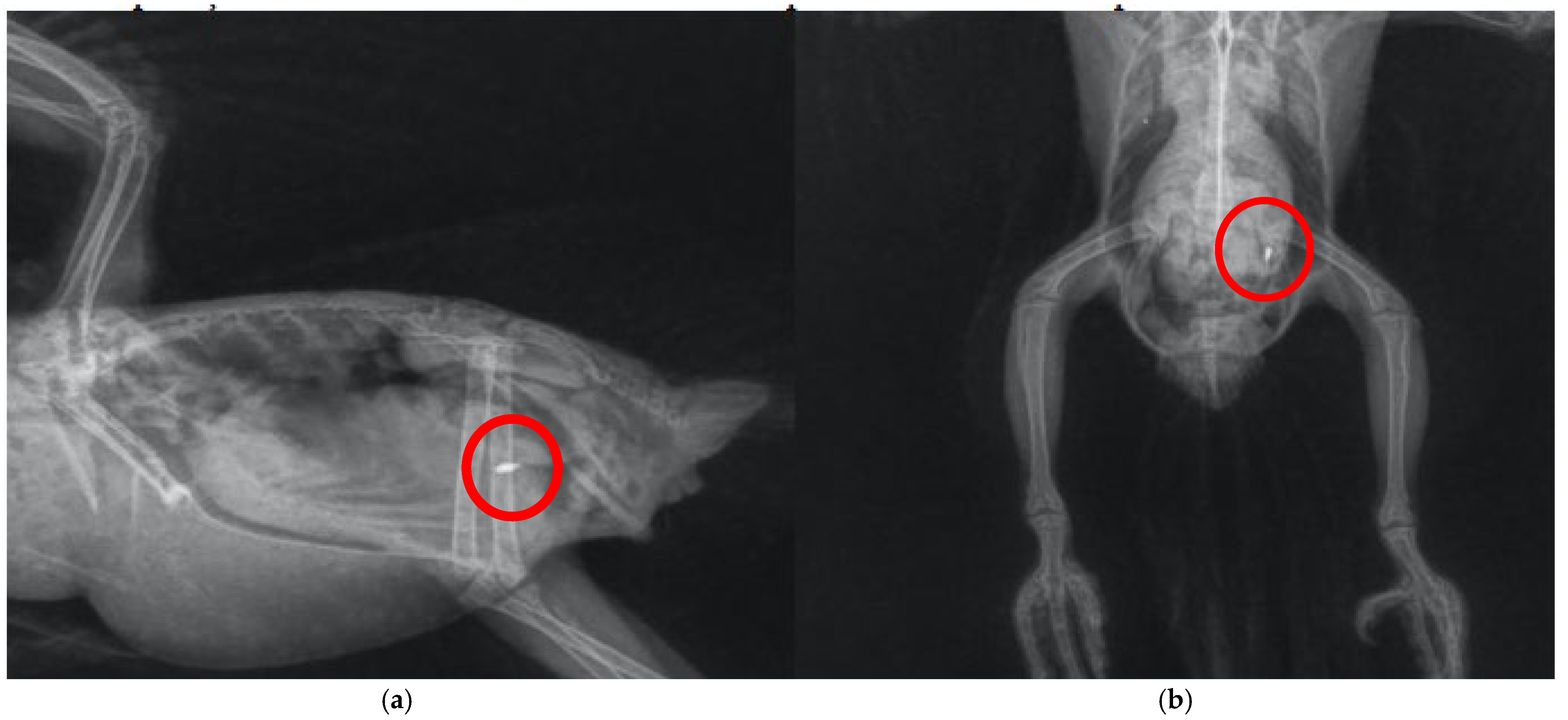 Biology 14 00660 g003