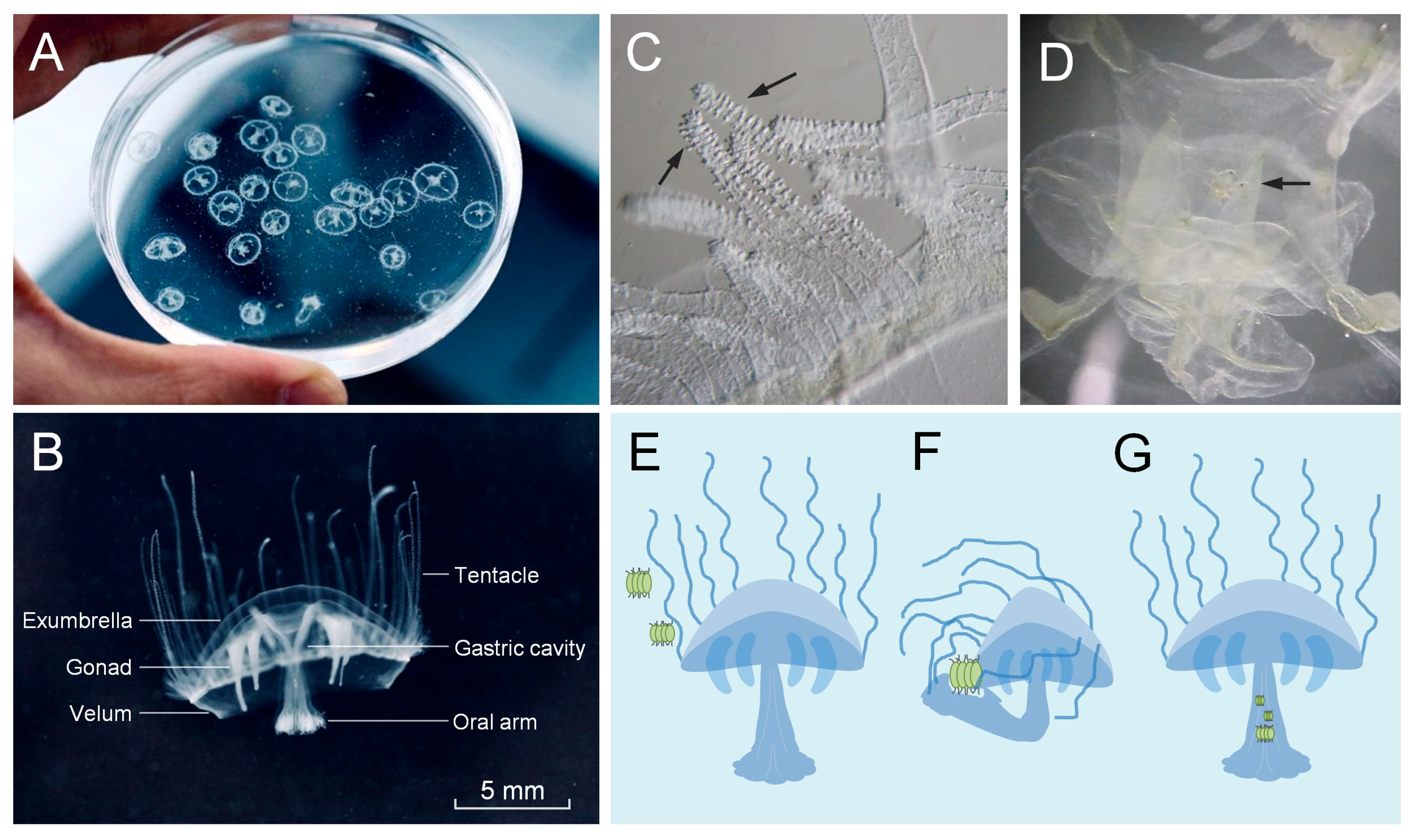 Biology 14 00665 g002