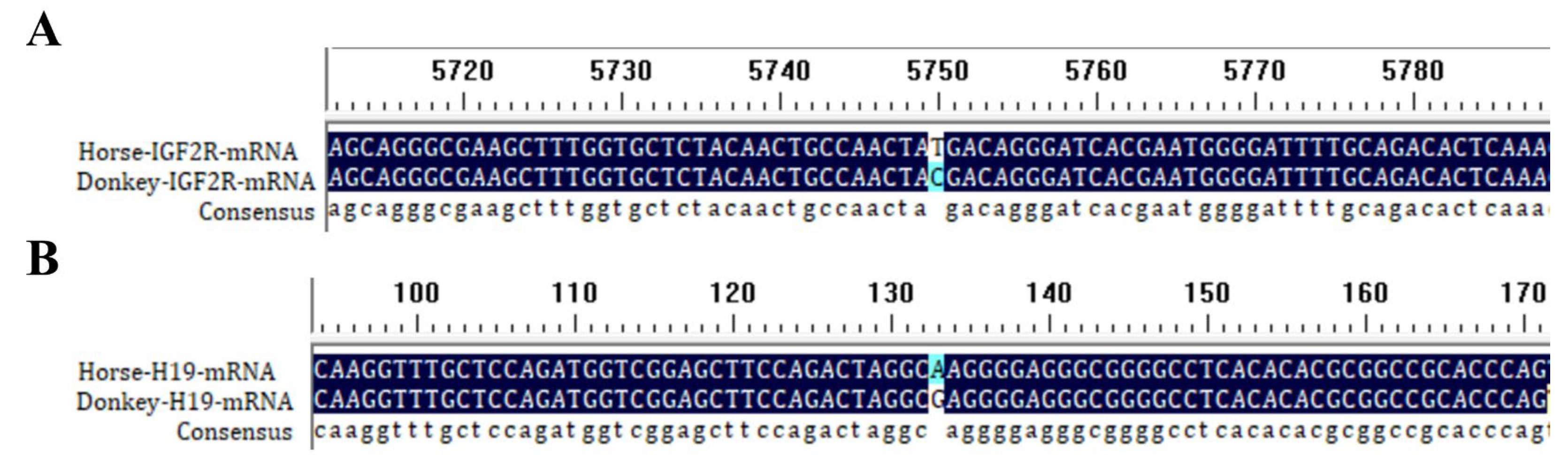 いのうえの DNA Methylation of Igf2r Promoter CpG Island 2 Governs Cis