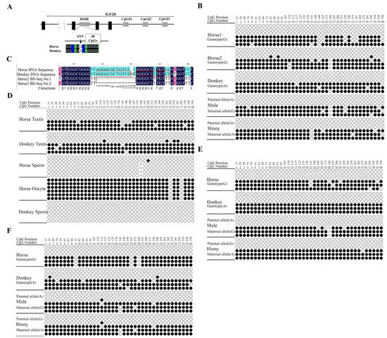 DNA Methylation of Igf2r Promoter CpG Island 2 Governs Cis