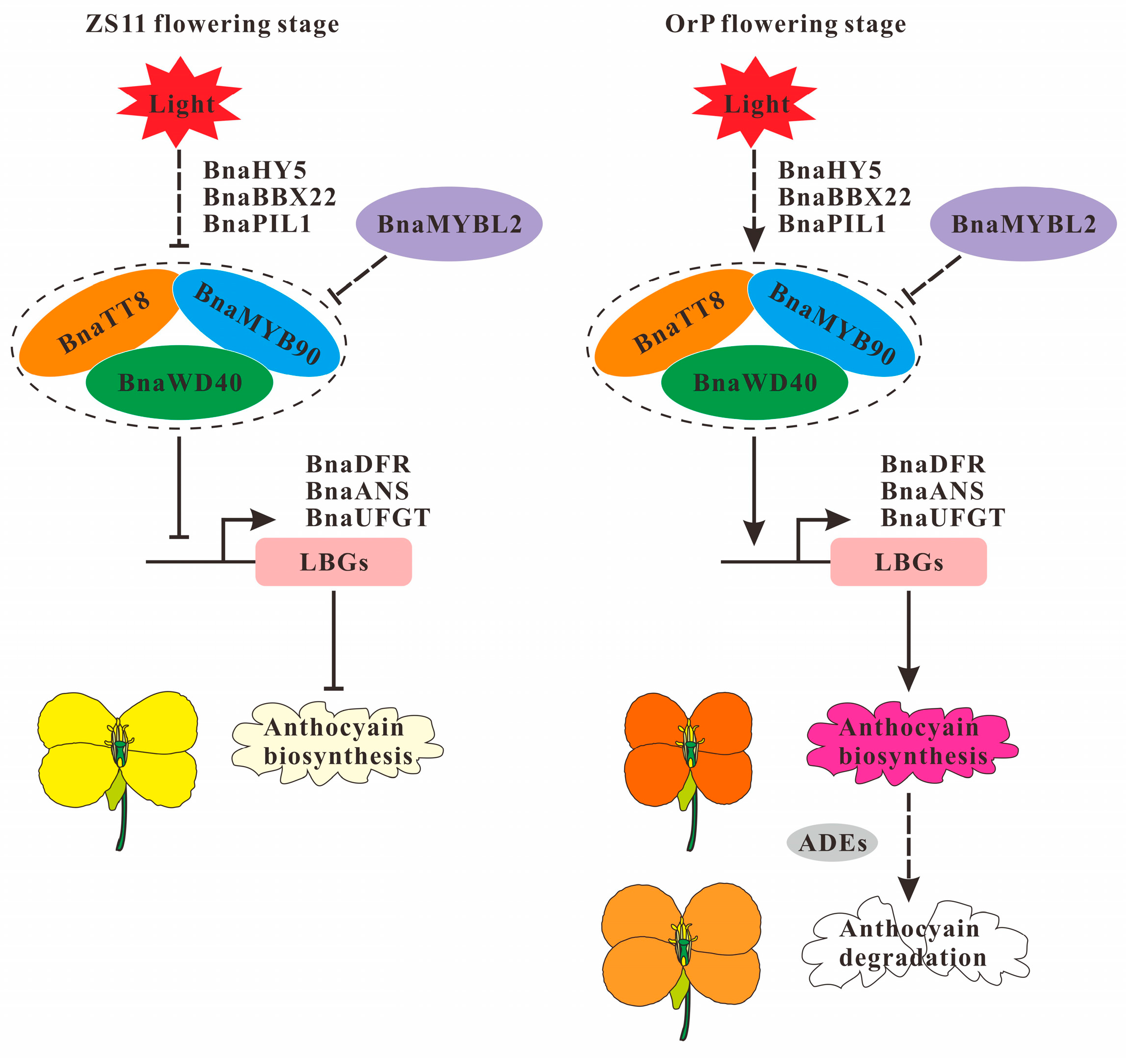Biology 14 00693 g007