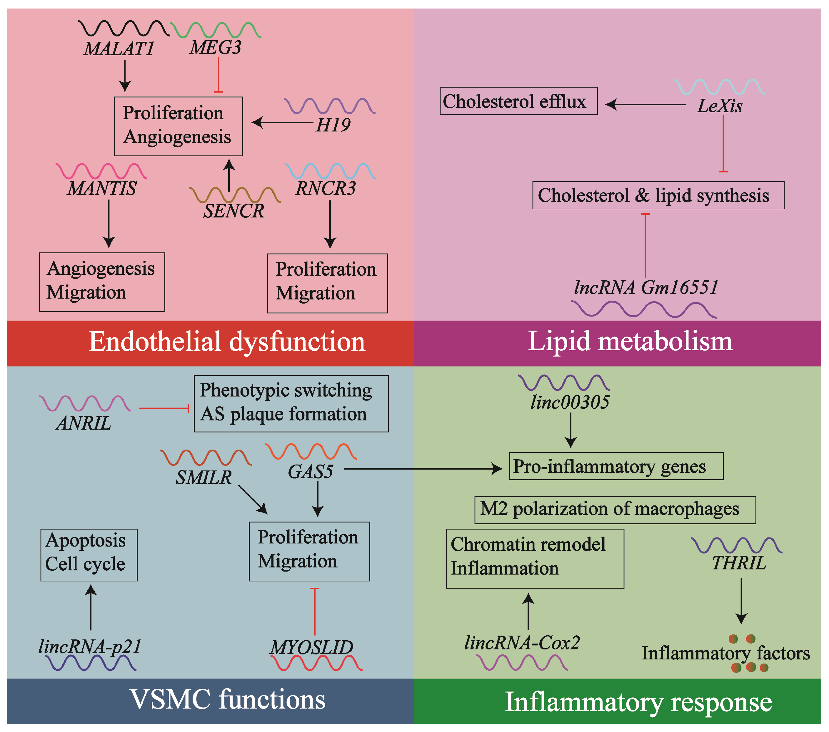 Unraveling LncRNA GAS5 in Atherosclerosis: Mechanistic