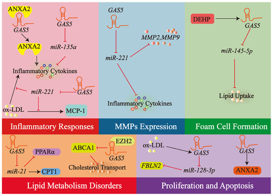 Unraveling LncRNA GAS5 in Atherosclerosis: Mechanistic Insights