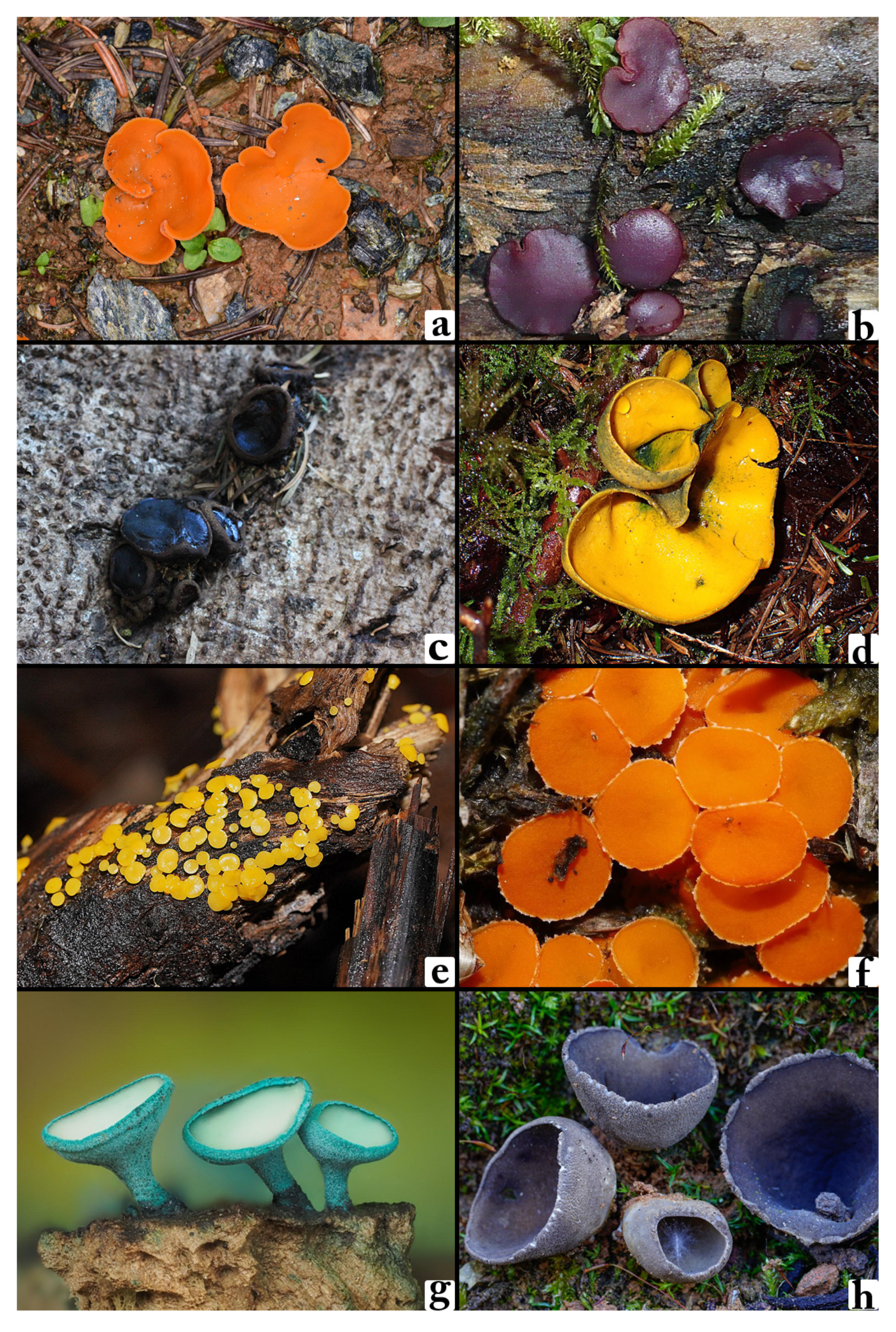 Biology 14 00719 g002a