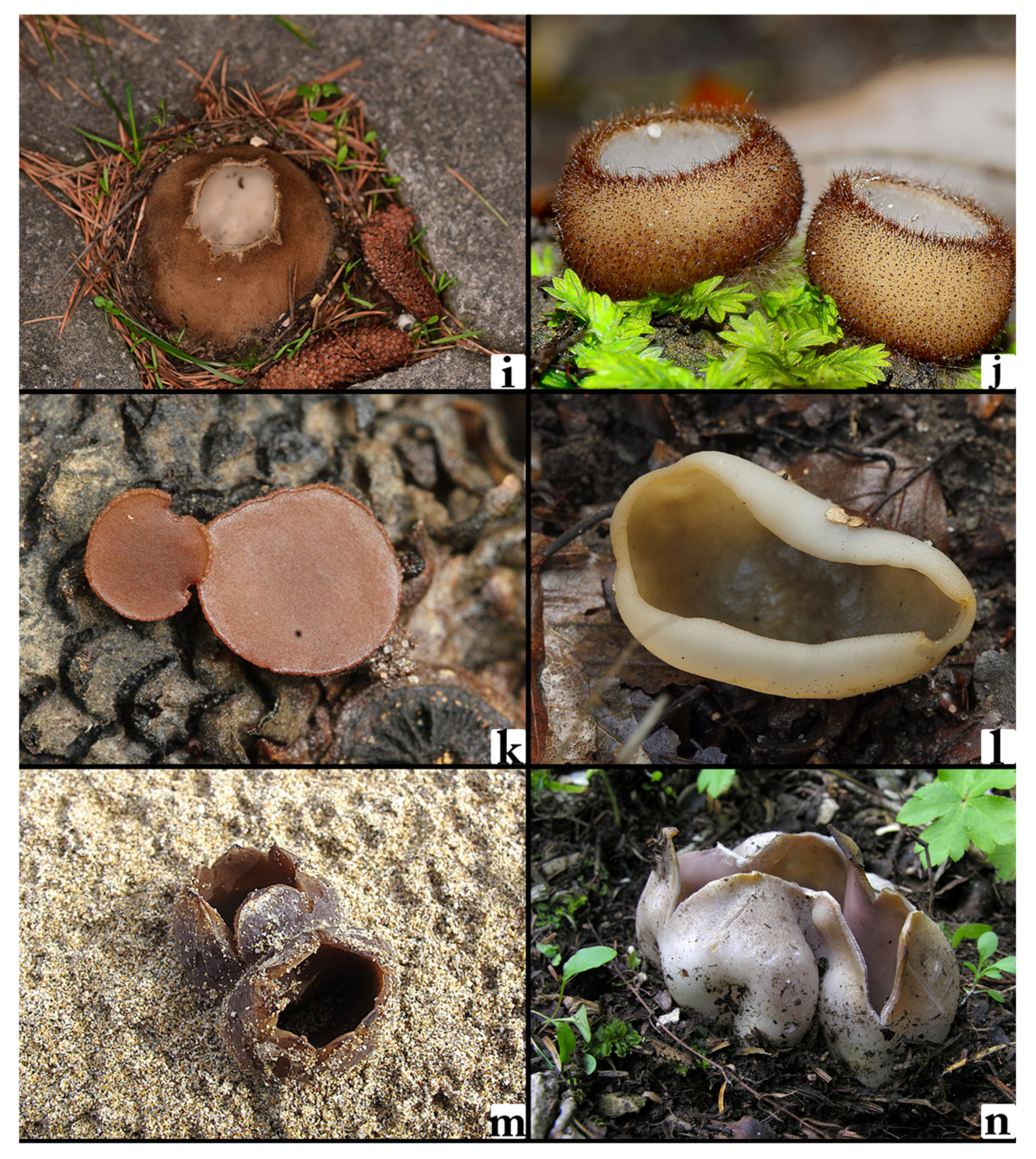 Biology 14 00719 g002b