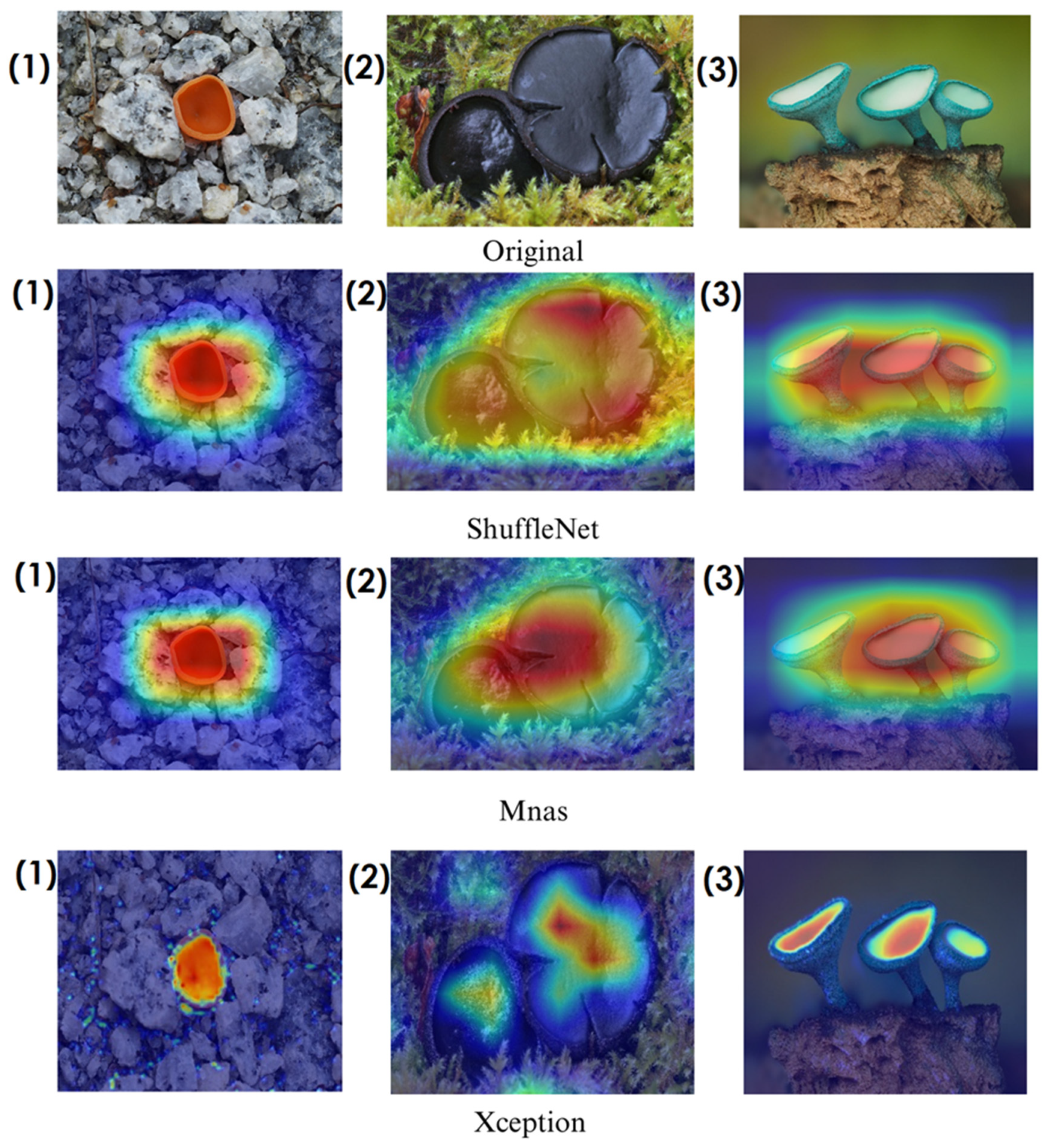 Biology 14 00719 g013