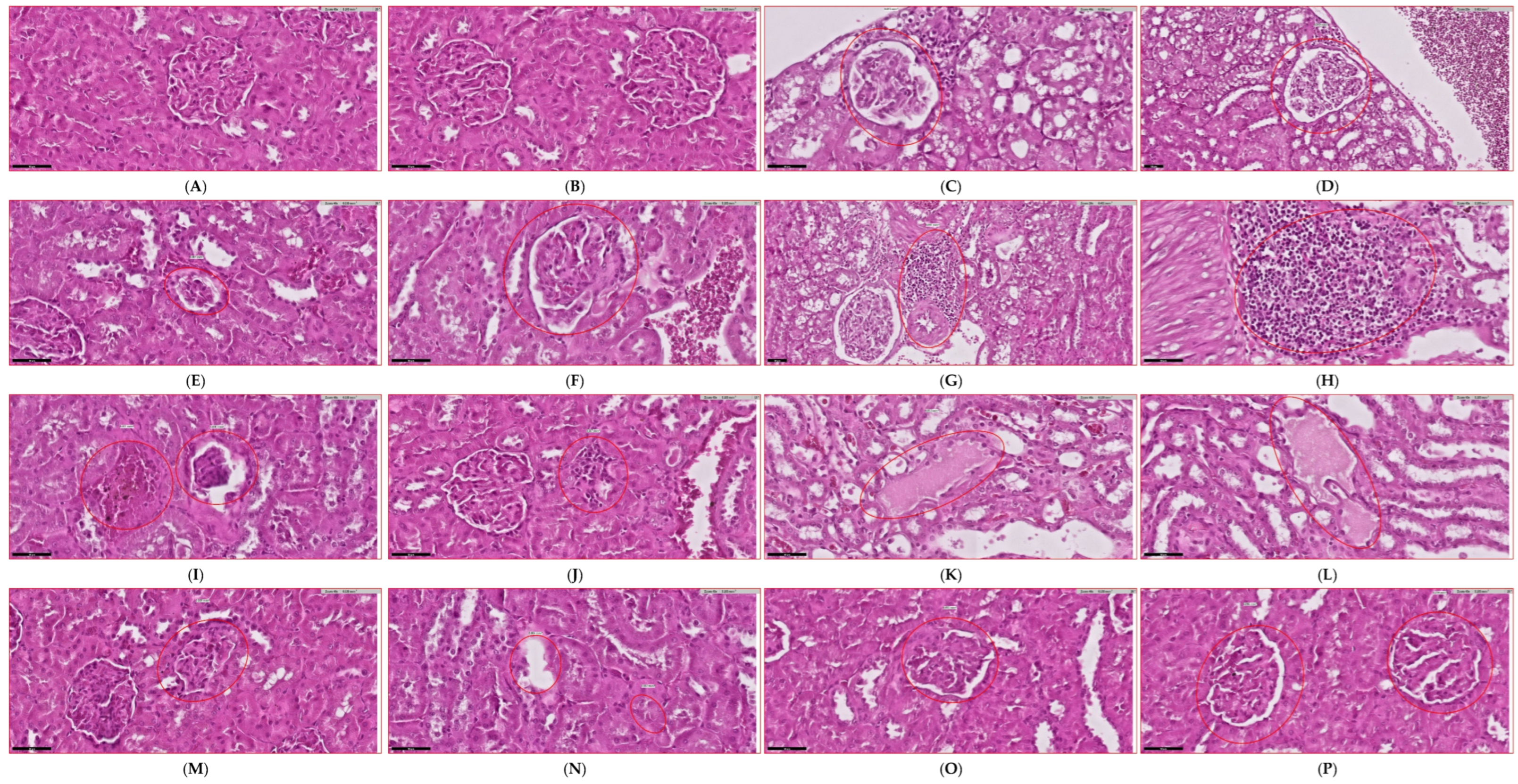 Biology 14 00723 g004a
