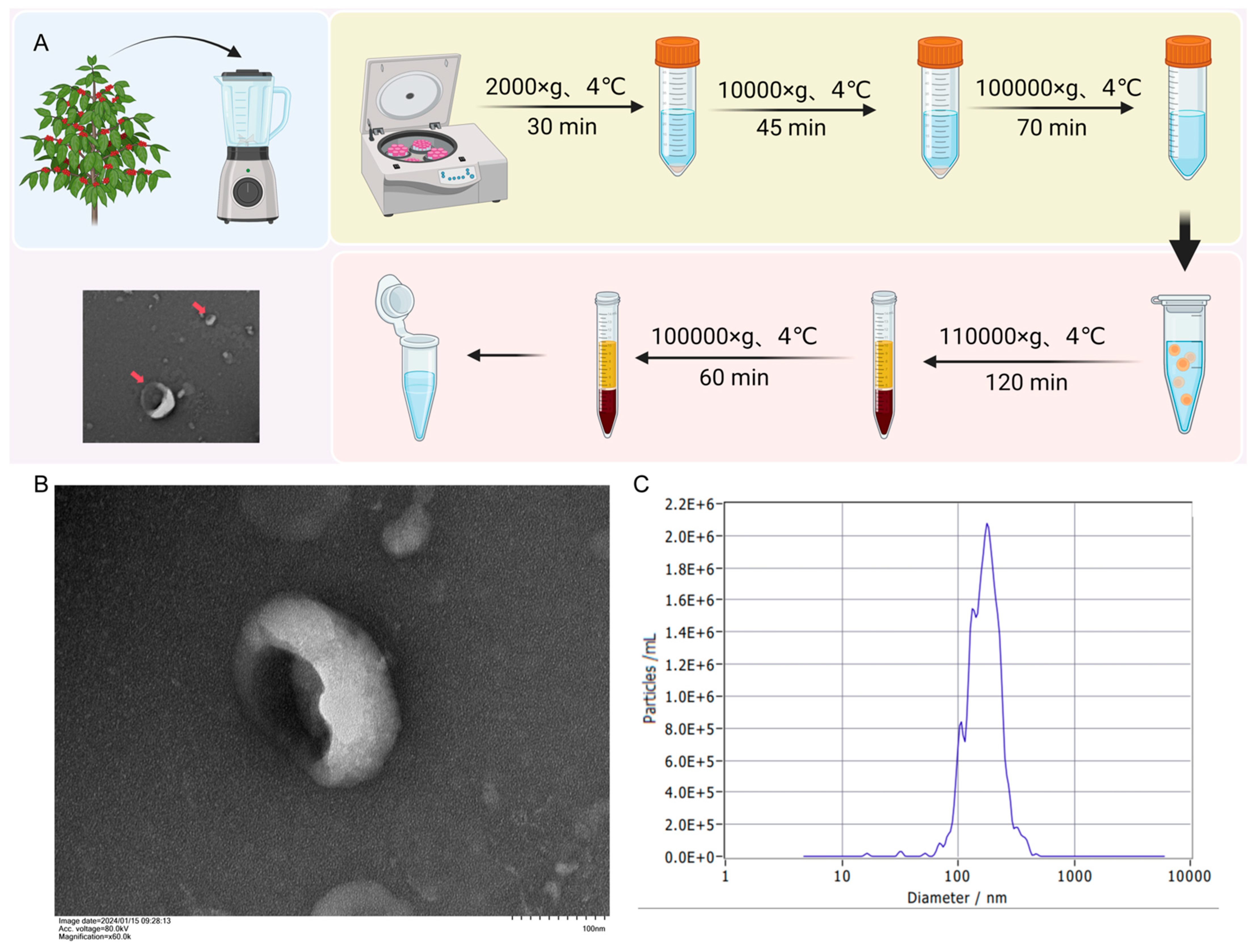 Biology 14 00726 g001