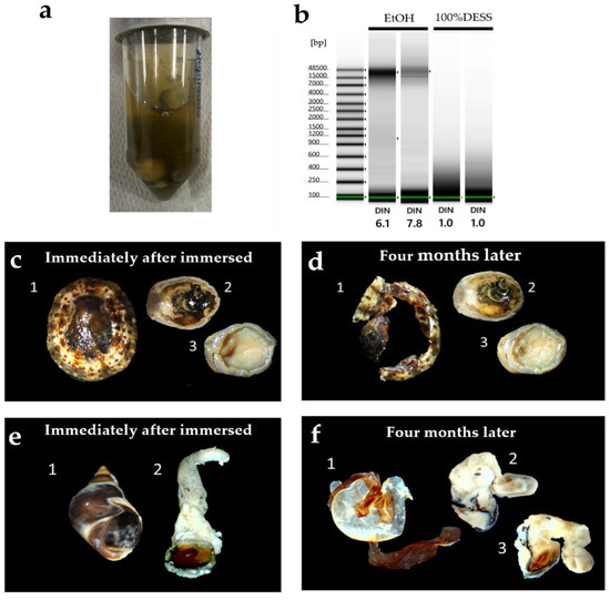 DNA Specimen Preservation Using DESS and DNA Extraction in