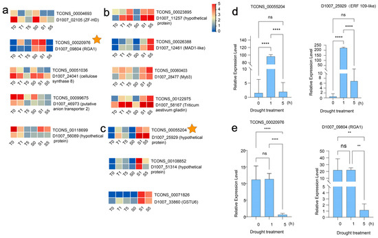 Transcriptomic Analysis Reveals the Role of Long Non-Coding RNAs