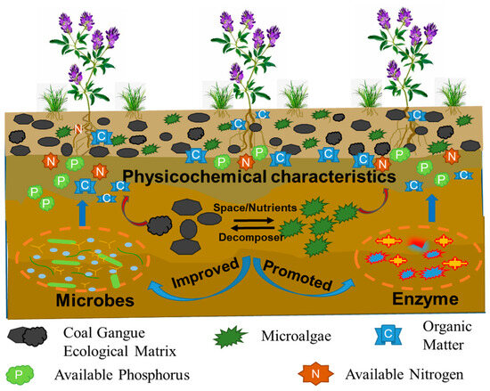 Coal Gangue Ecological Matrix Coupled with Microalgae for