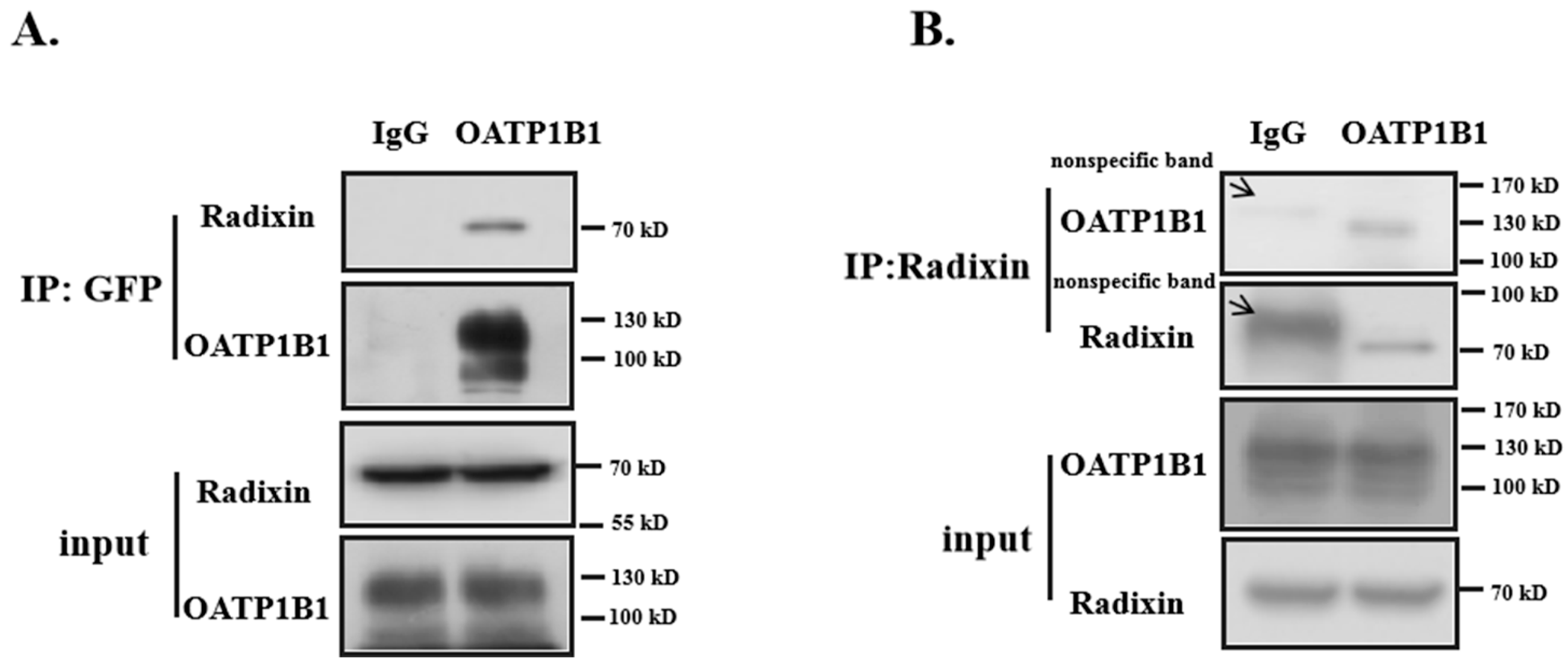 Biology 14 00744 g004