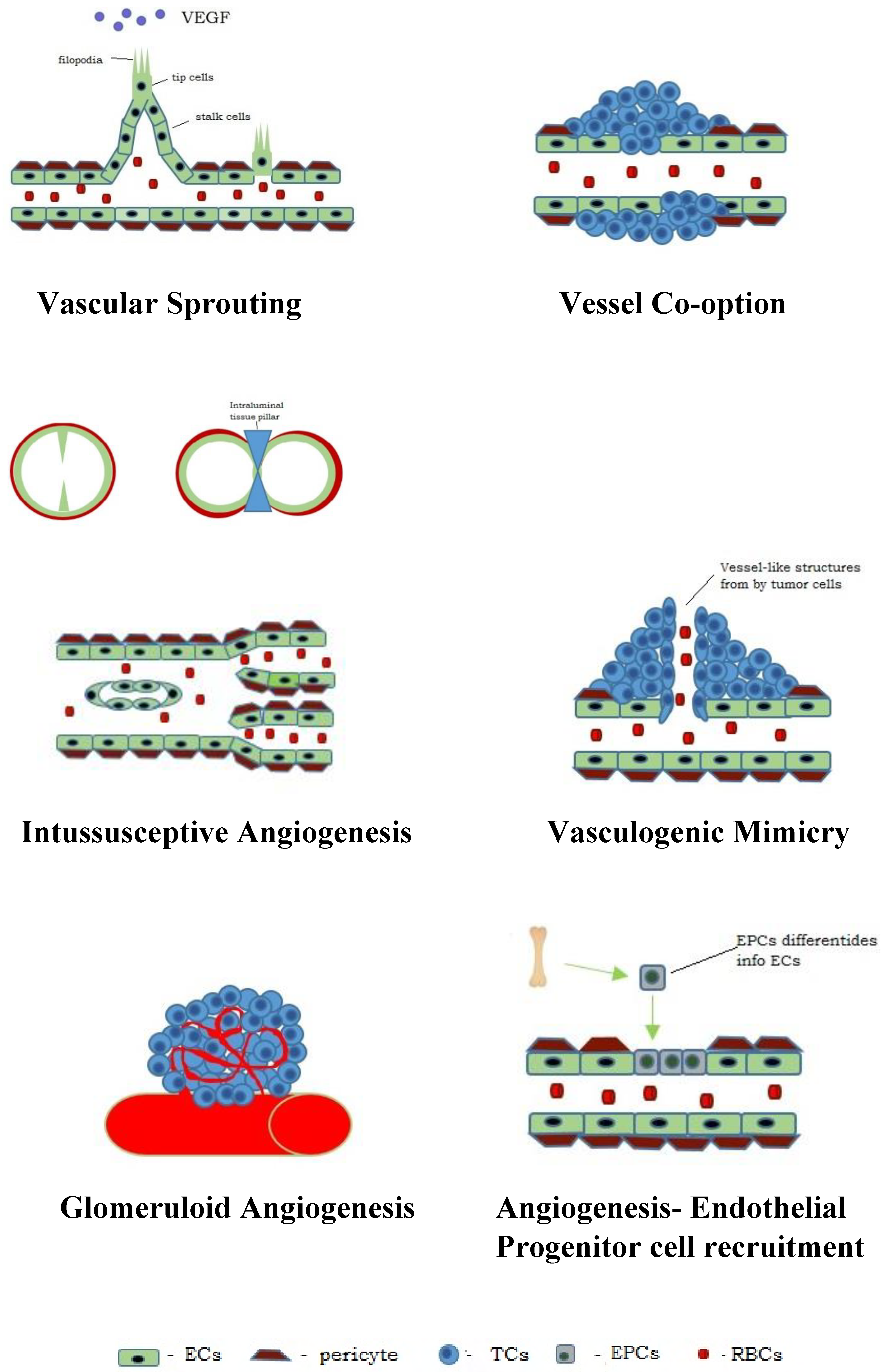 Biology 14 00756 g001