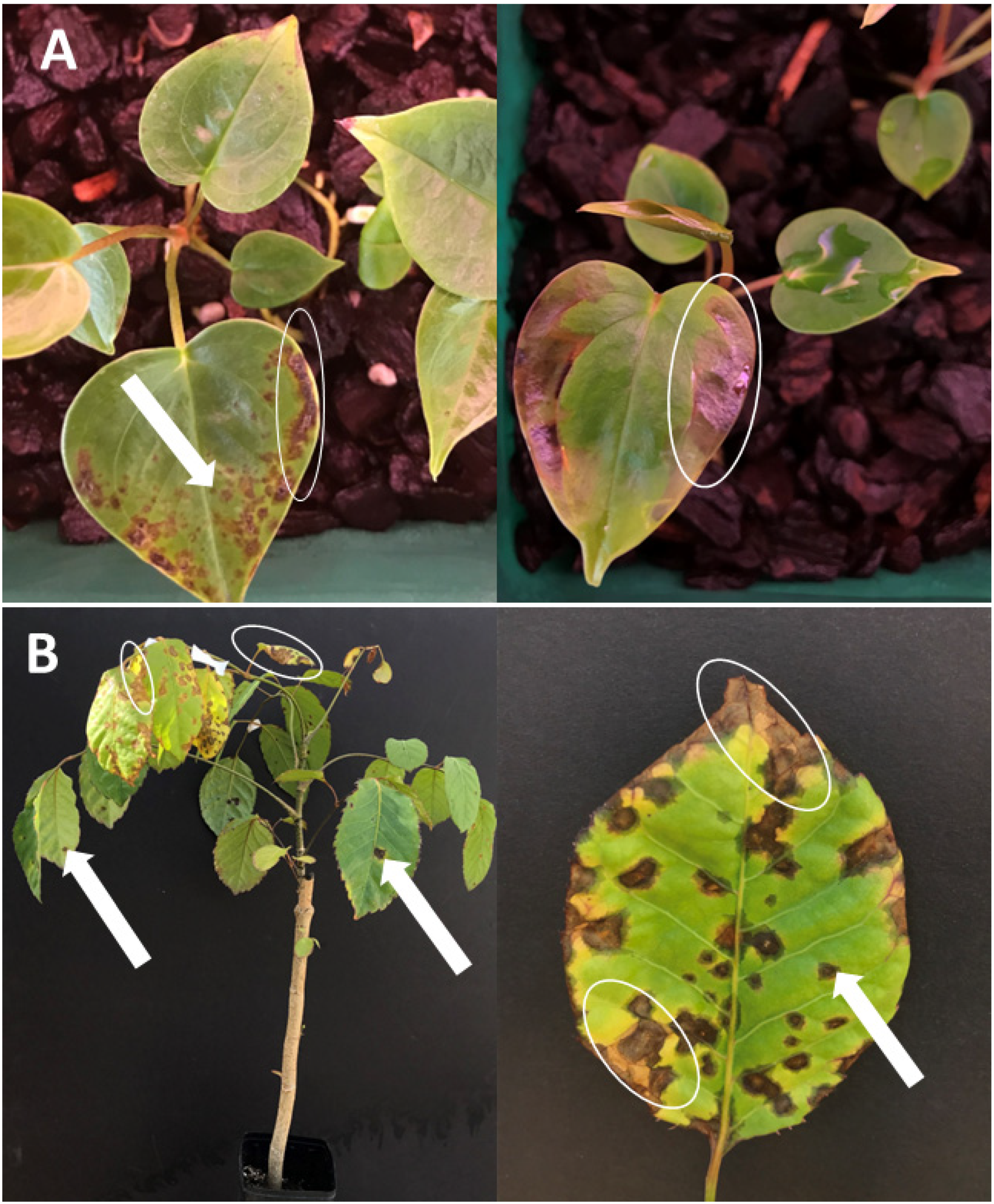 Biology 14 00766 g001