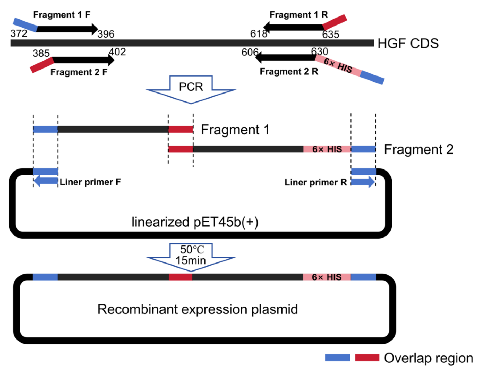 Biology 14 00790 g001