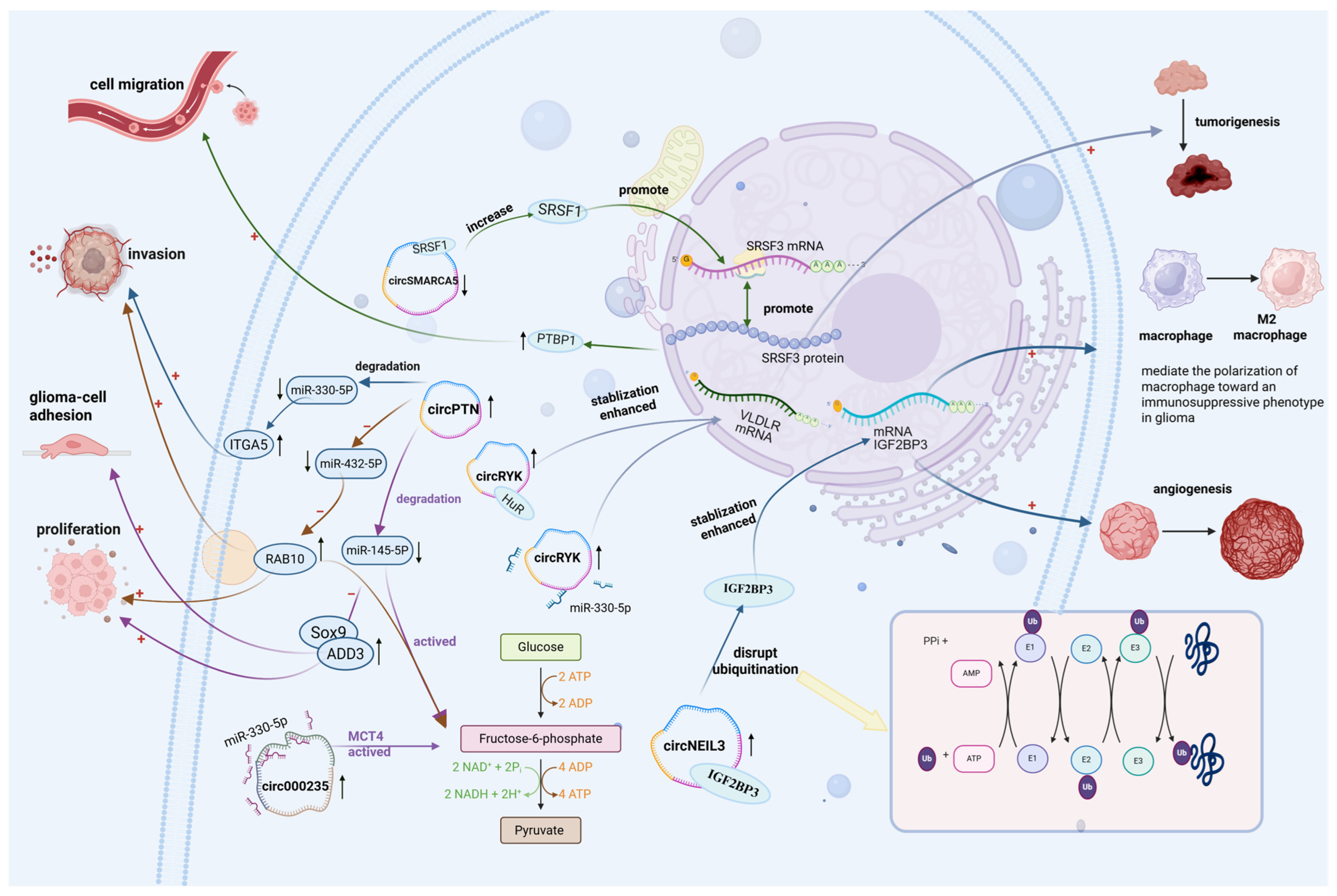 Biology 14 00795 g001