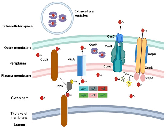 Metabolic Responses, Uptake, and Export of Copper in