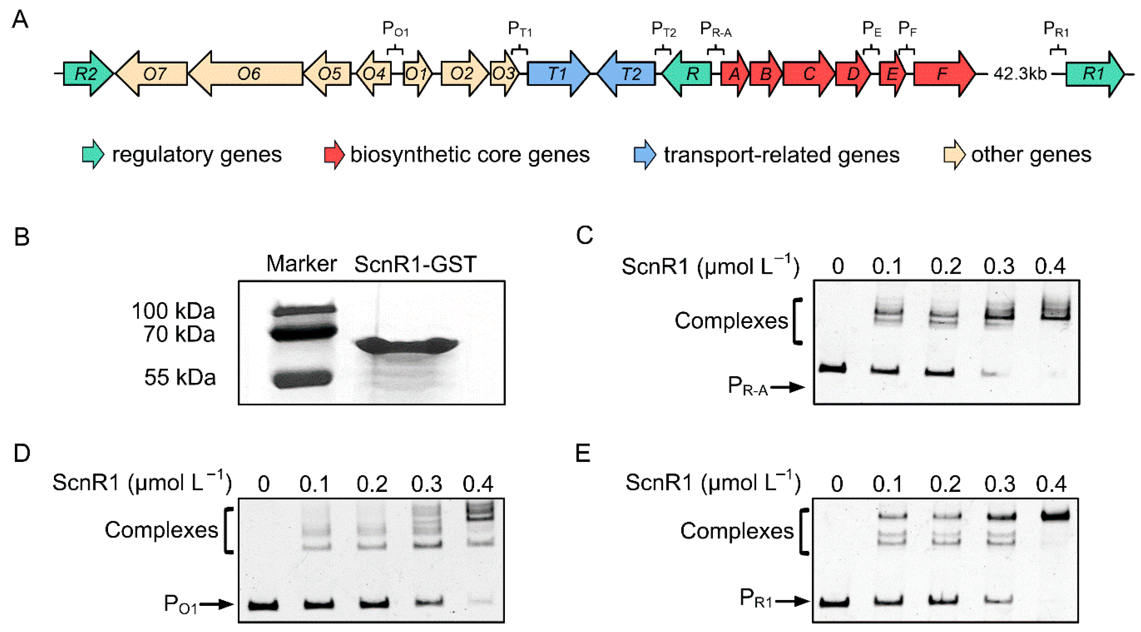 Biology 14 00813 g003