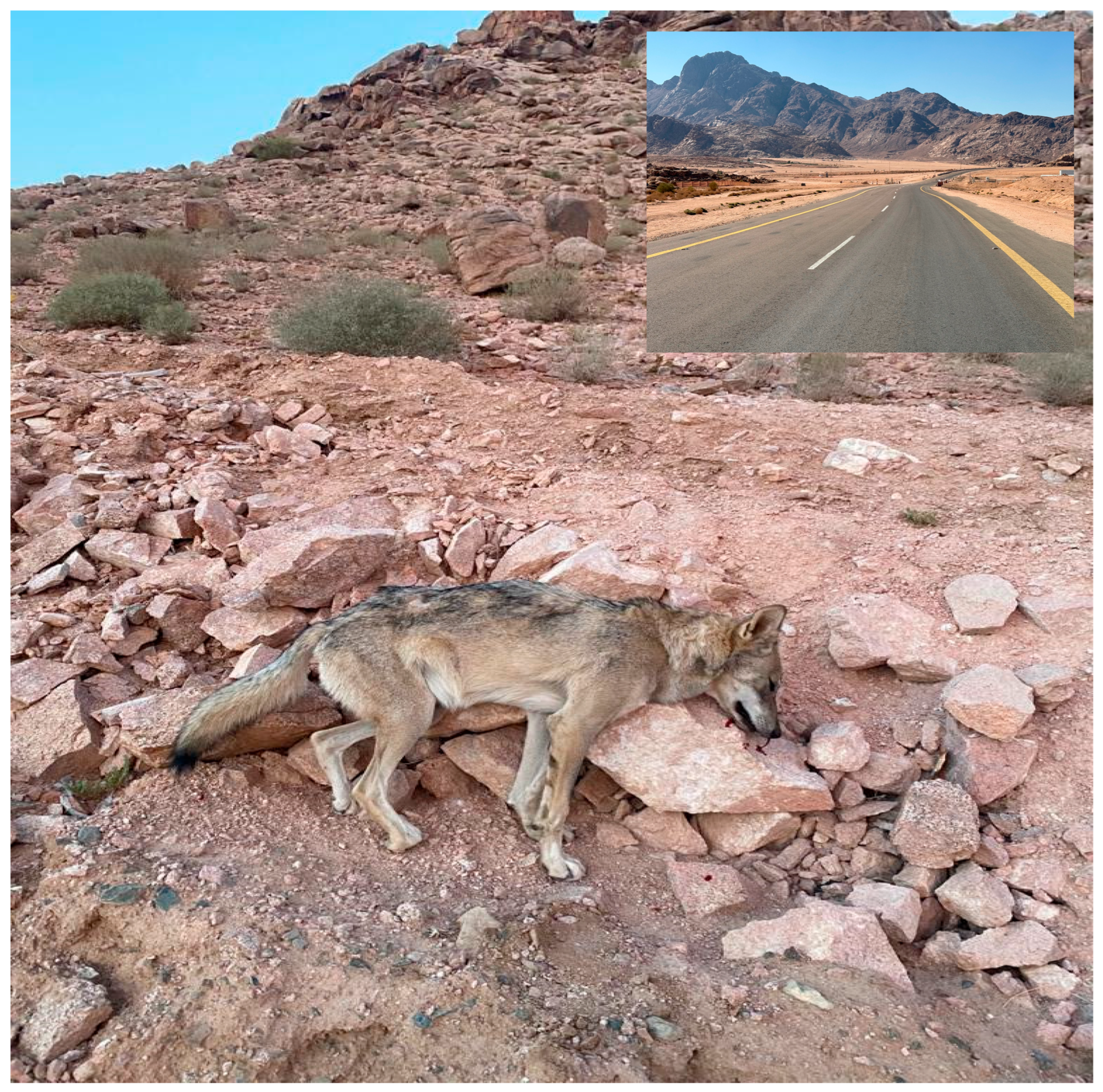 Biology 14 00839 g005