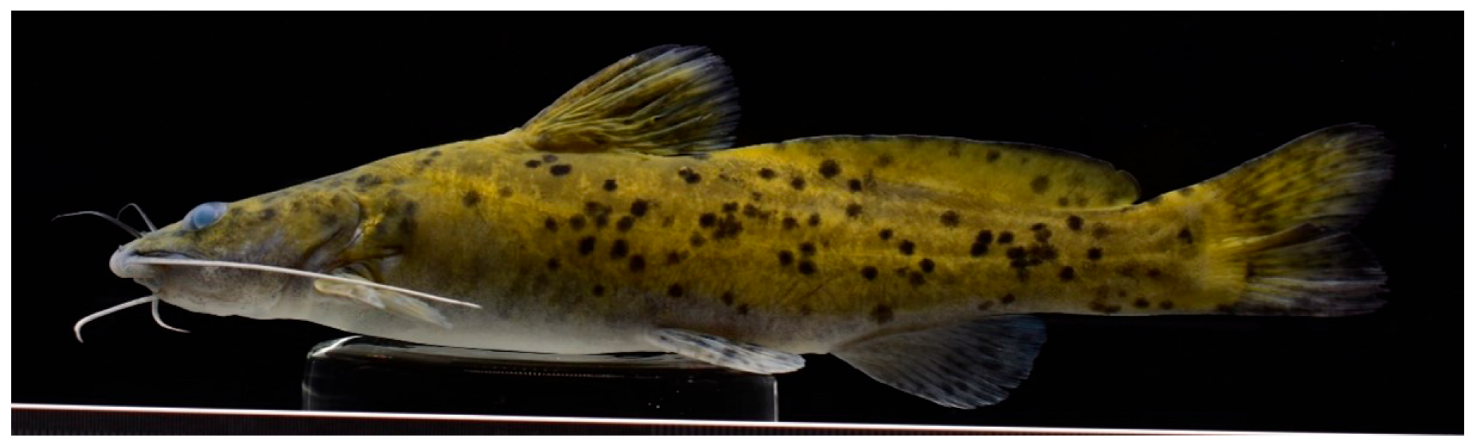 Biology 14 00840 g001