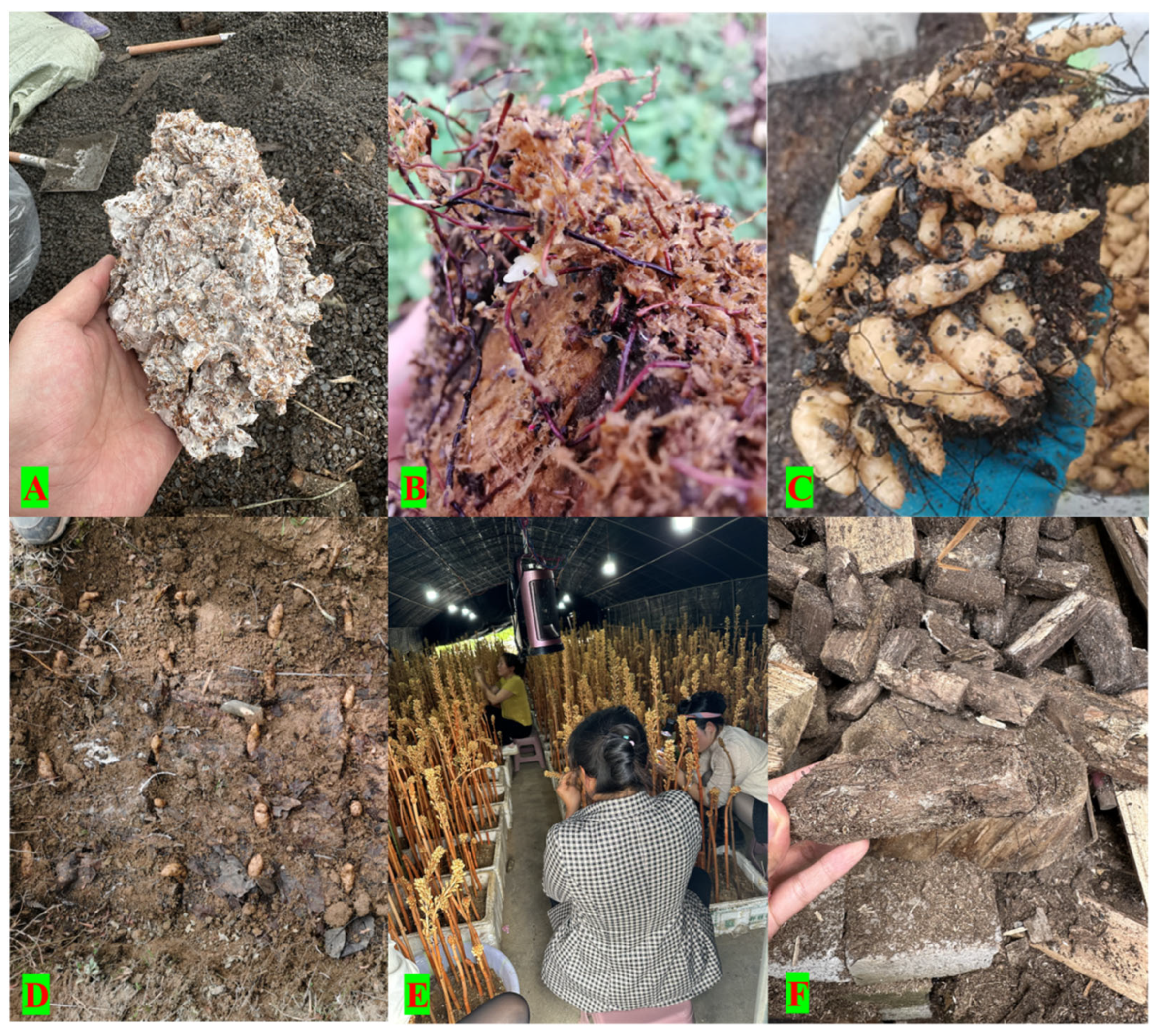 Biology 14 00846 g003