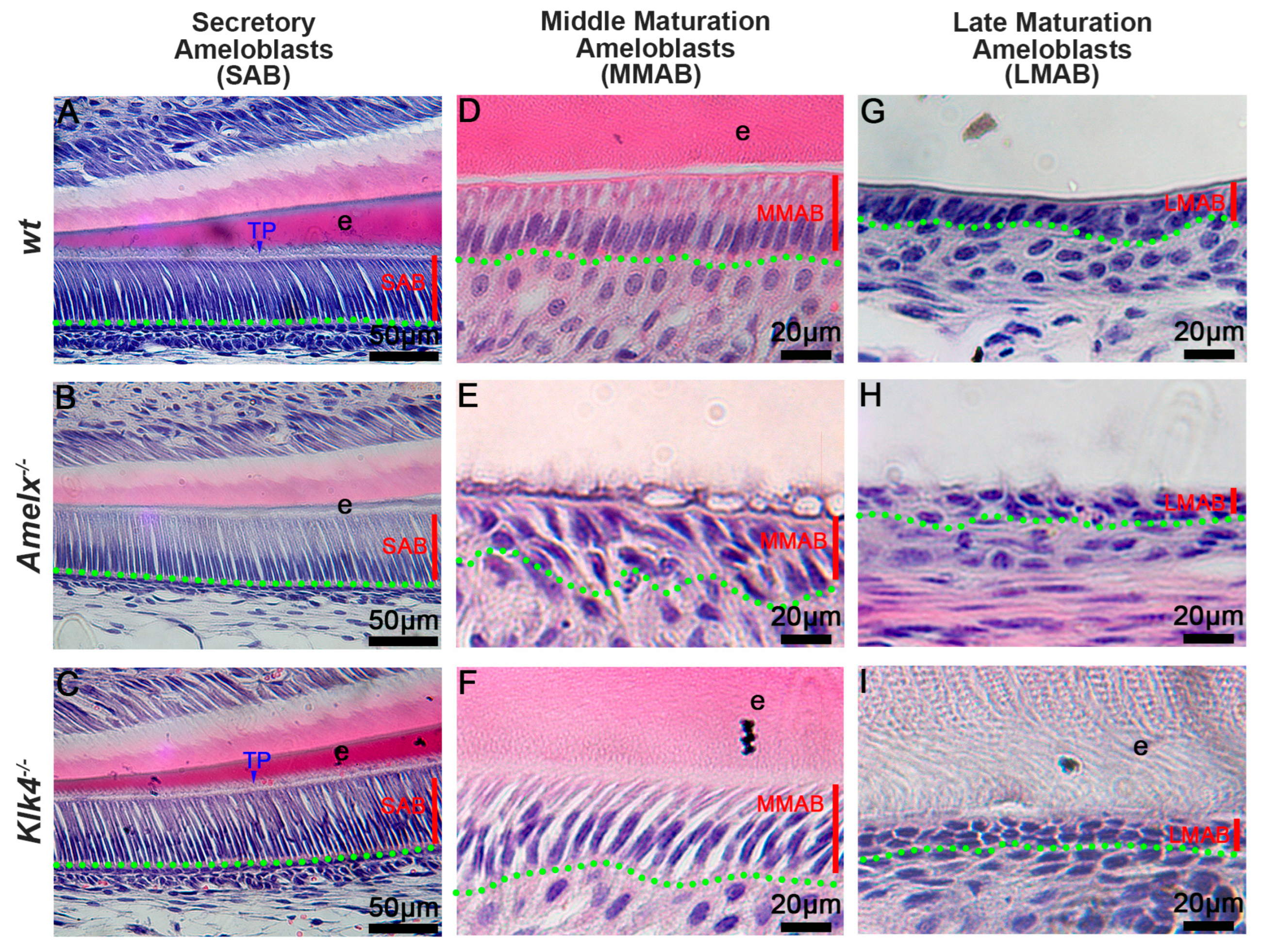 Biology 14 00853 g001