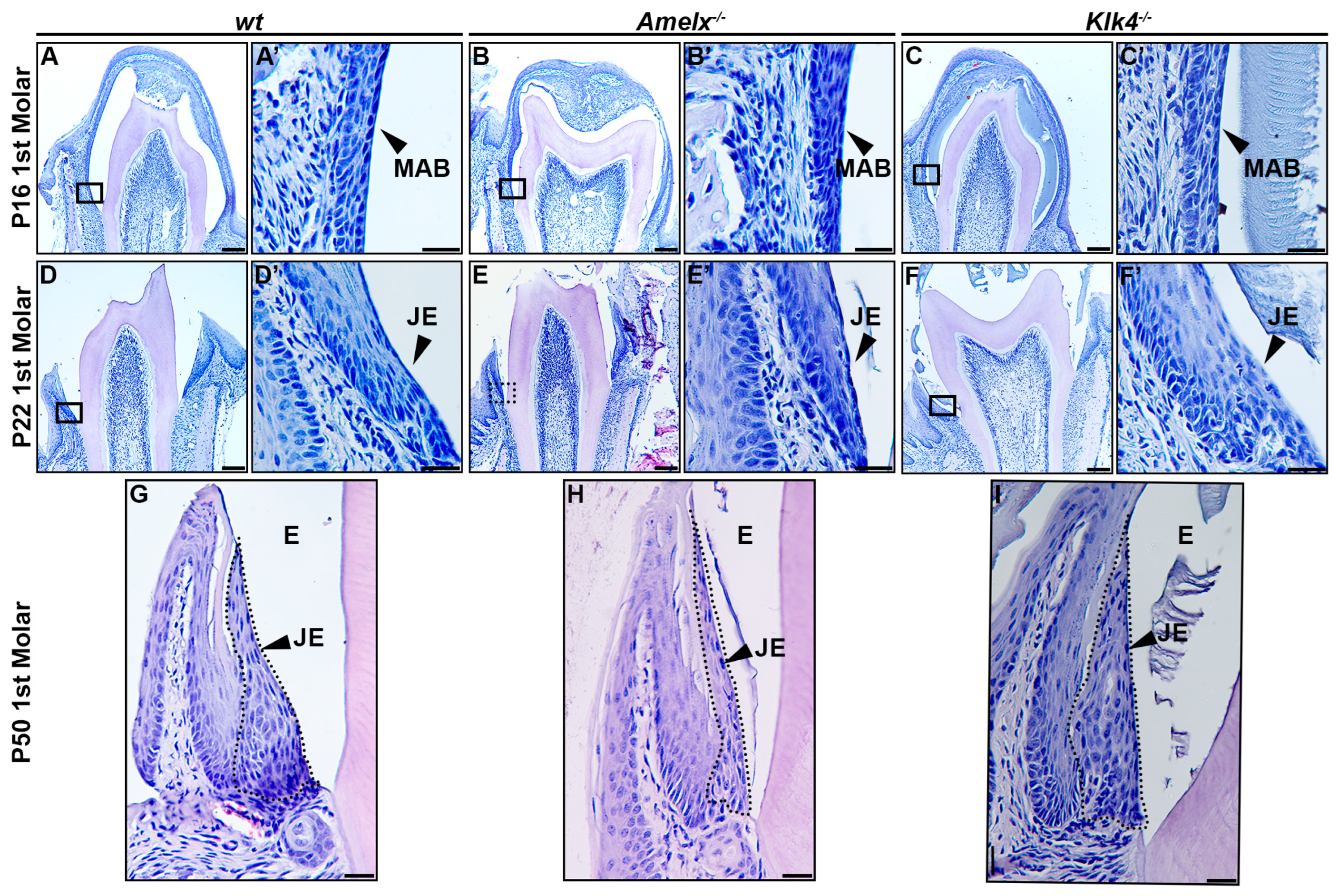 Biology 14 00853 g002