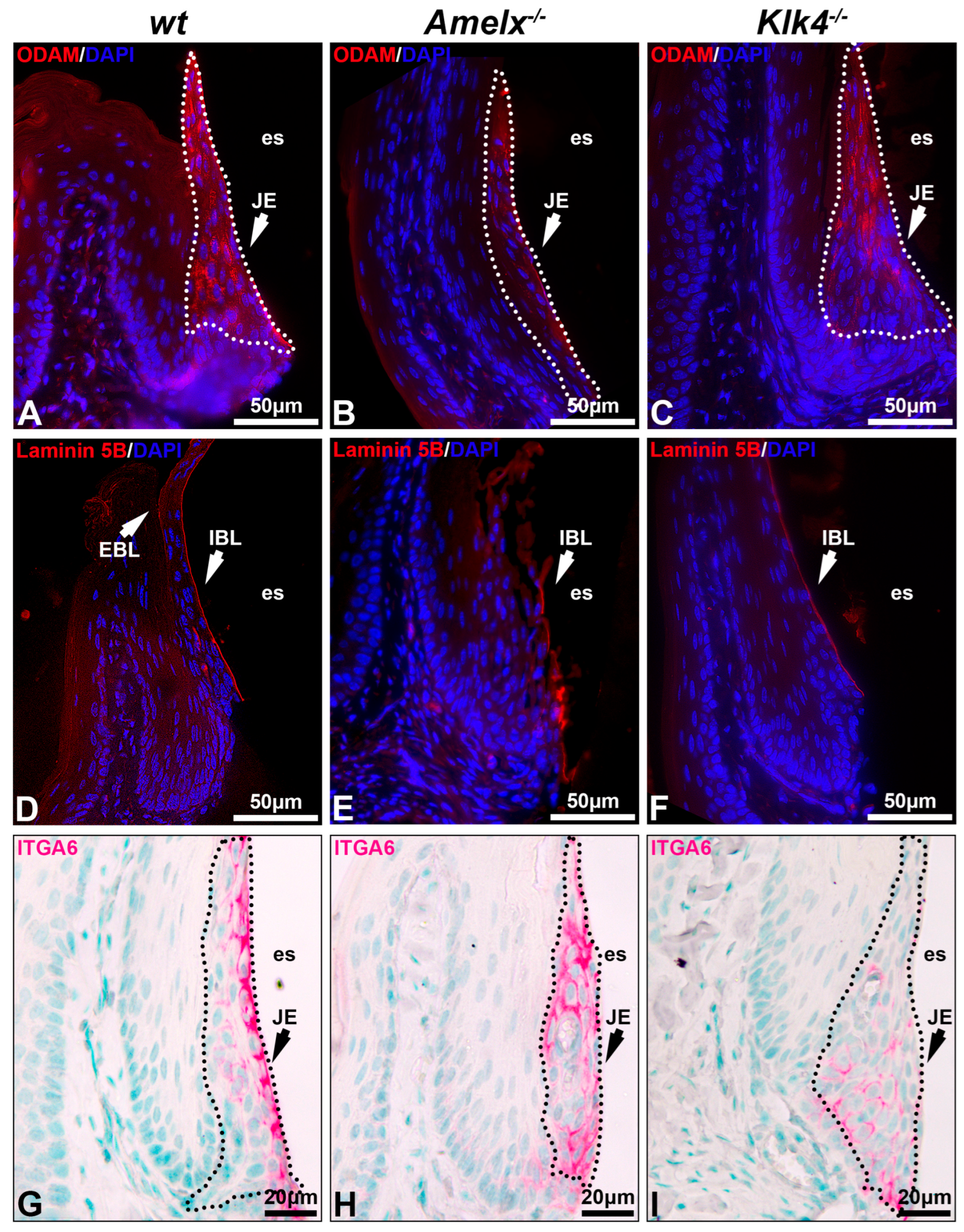 Biology 14 00853 g003