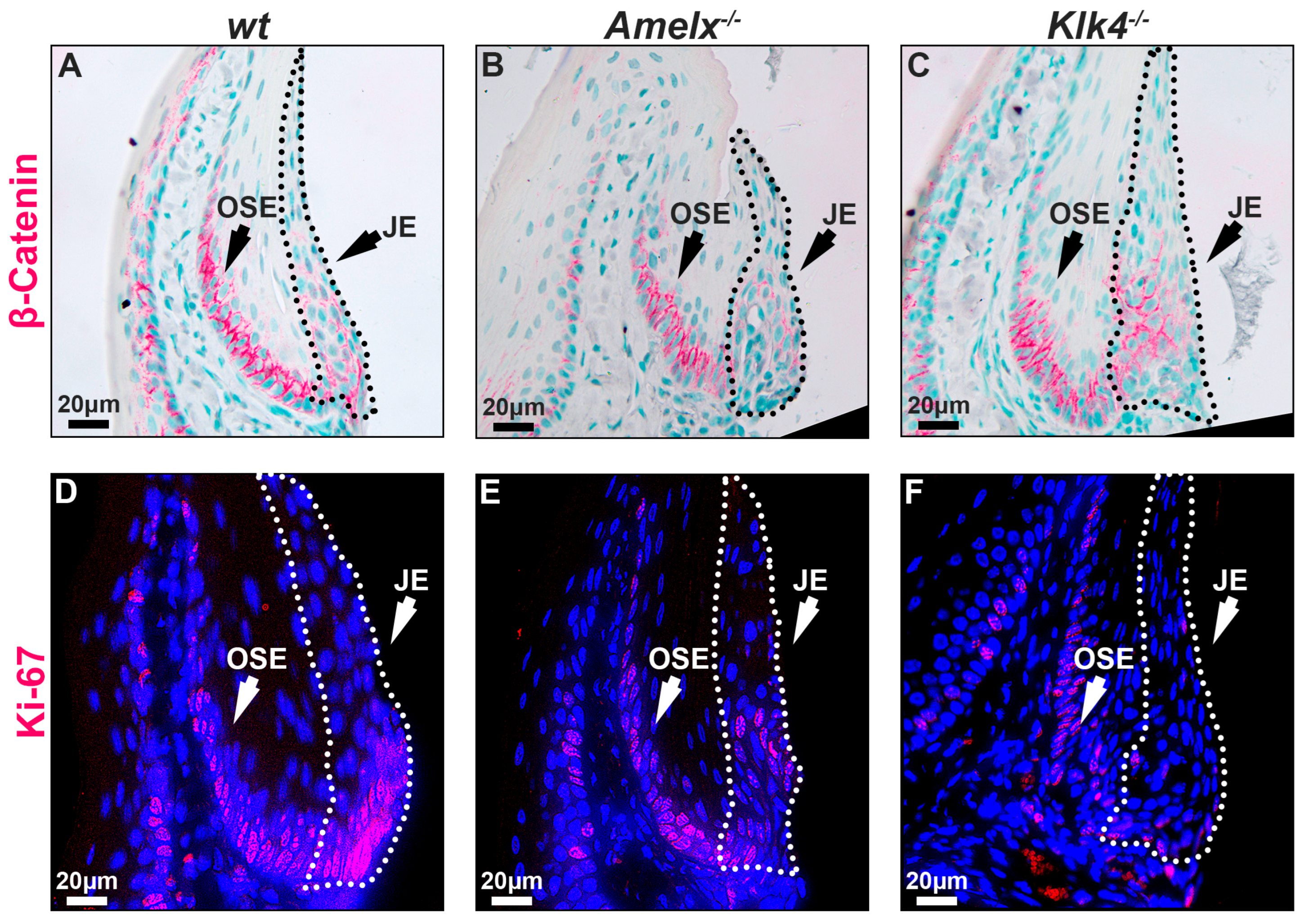 Biology 14 00853 g005