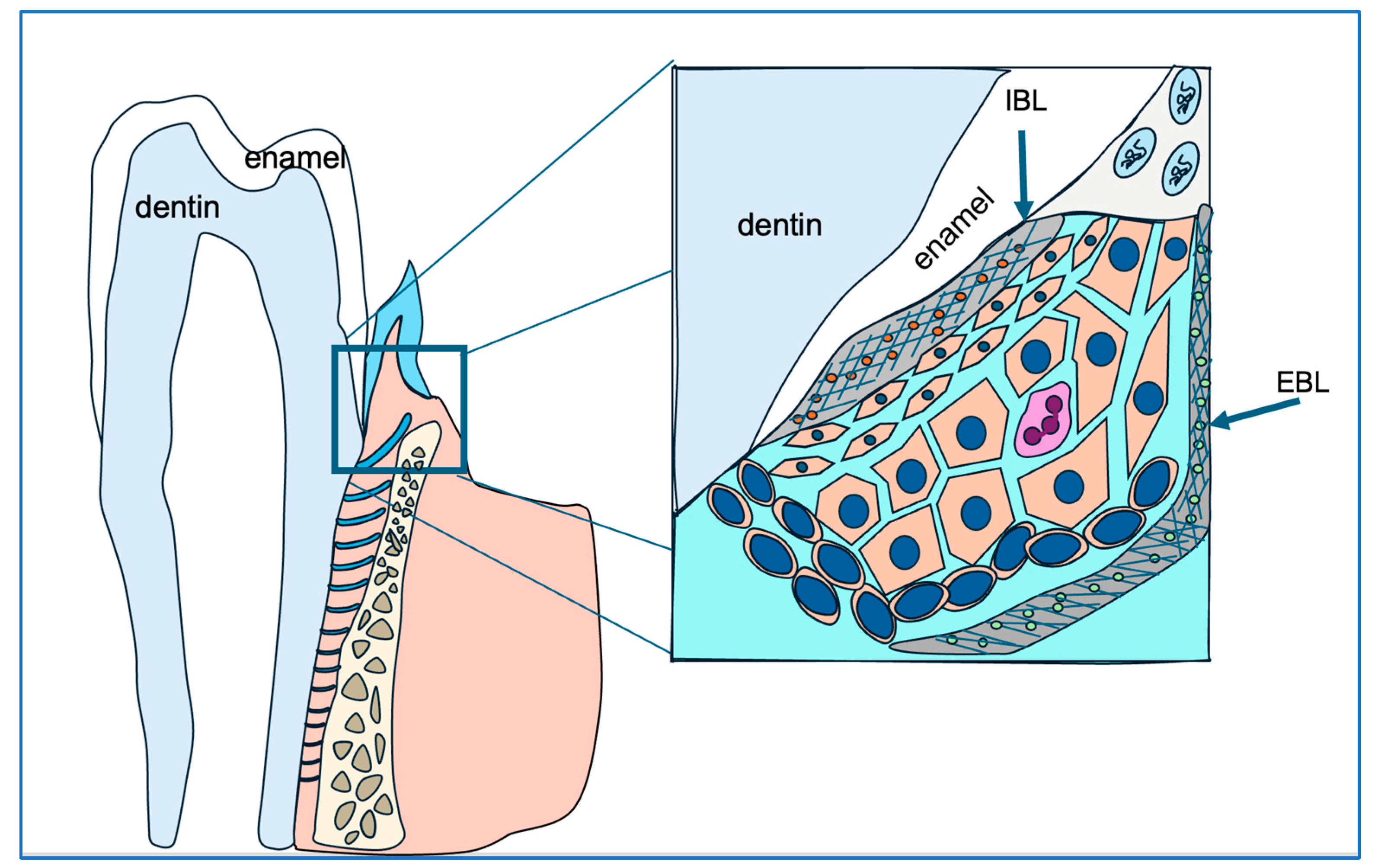 Biology 14 00853 g007