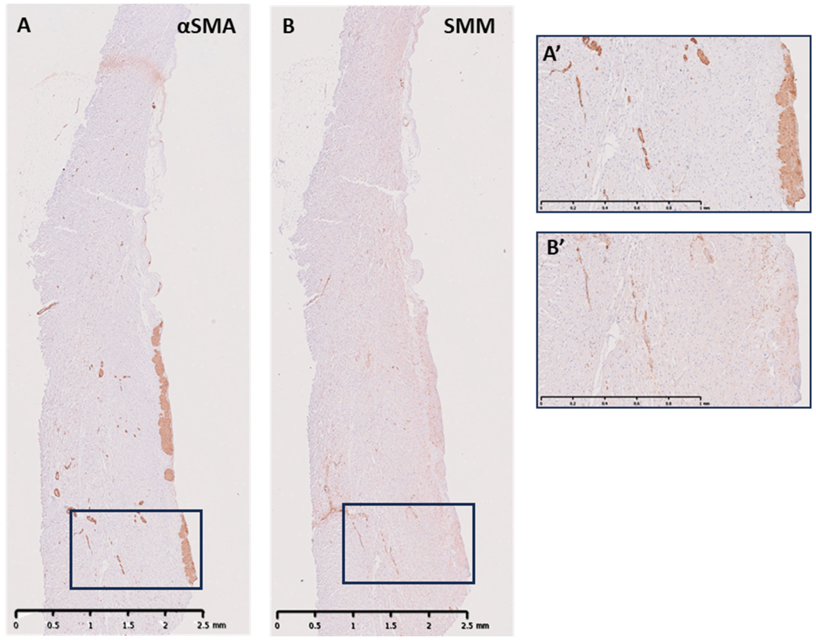 Biology 14 00863 g004 Biology 14 00863 g004